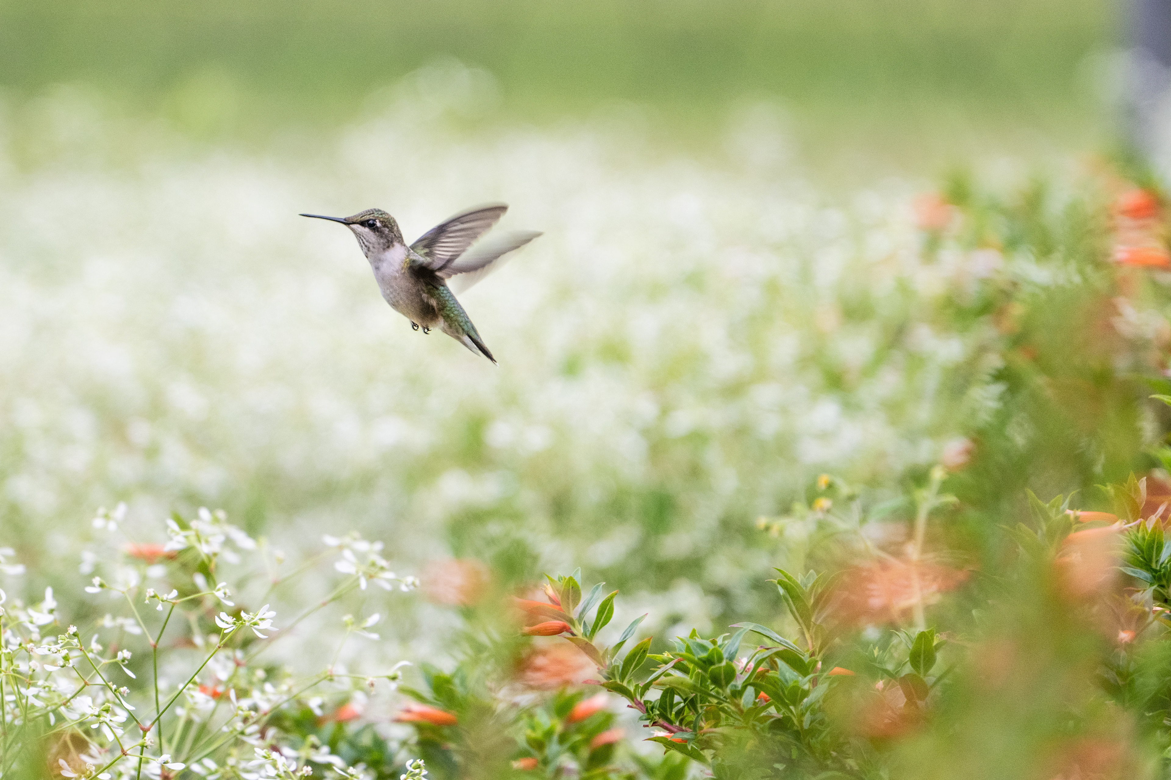 Ruby Throated Hummingbird