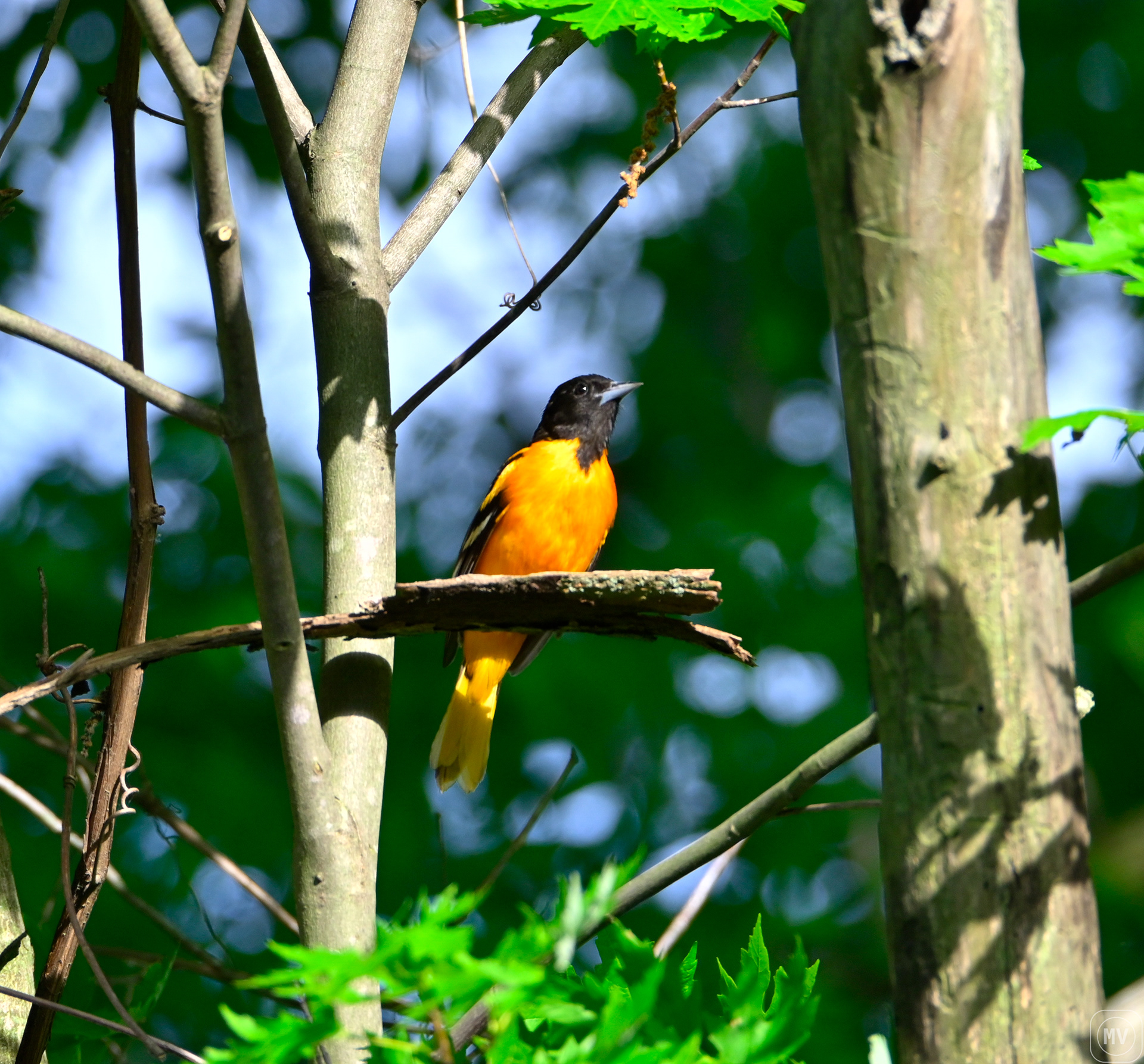 Baltimore Oriole