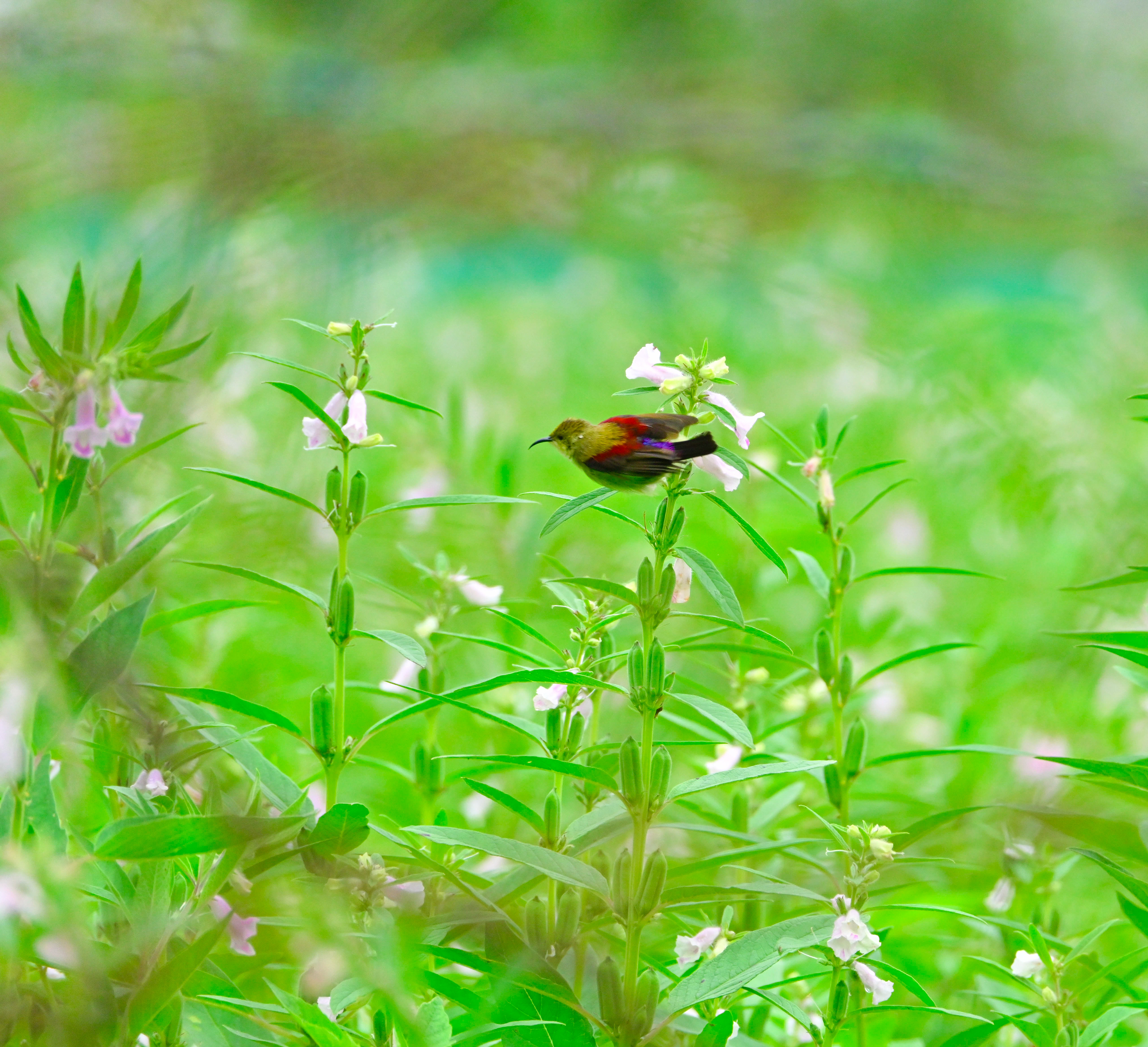 Purple Rumped Sunbird