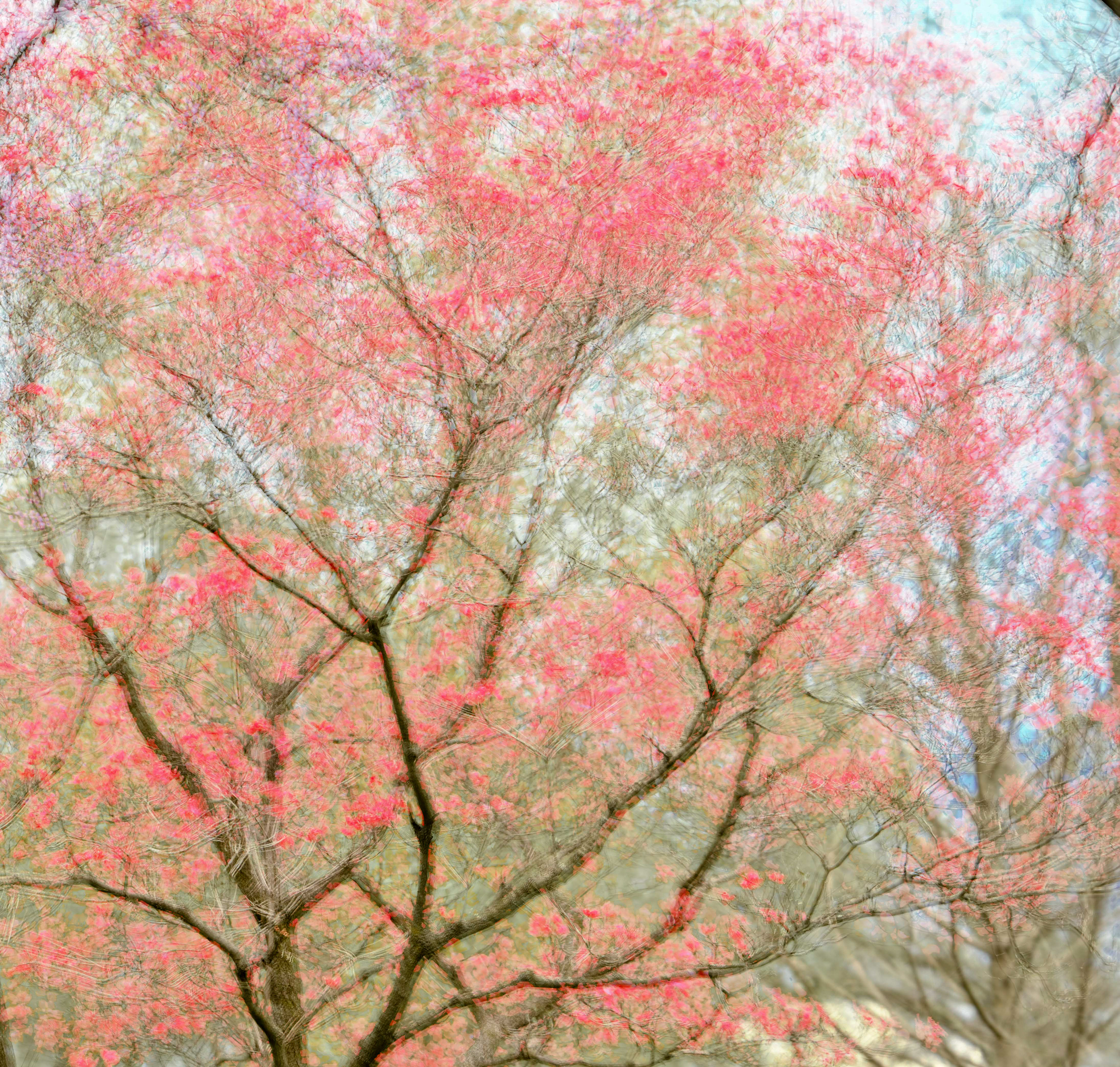 Dogwood Abstract