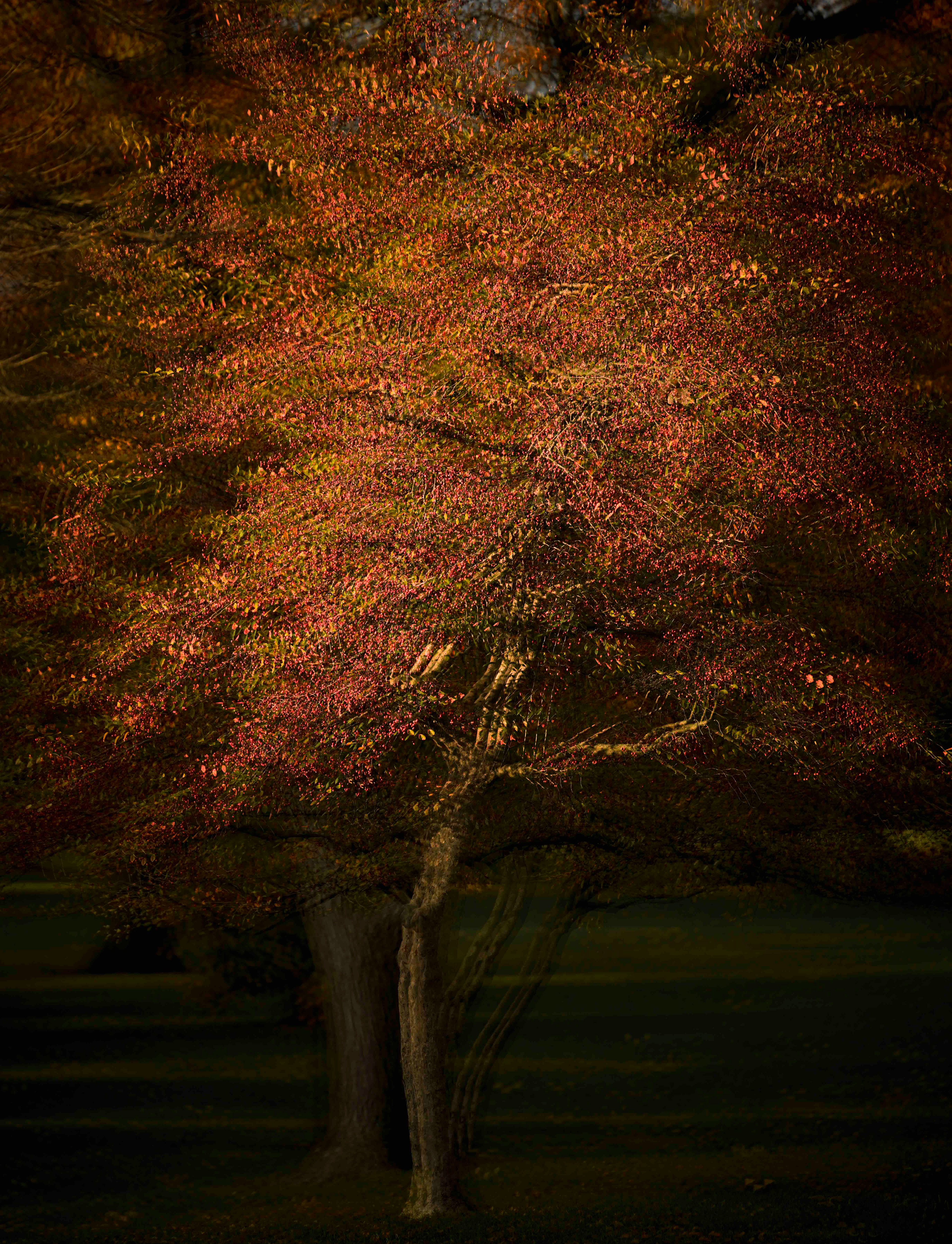 Autumn Cherries