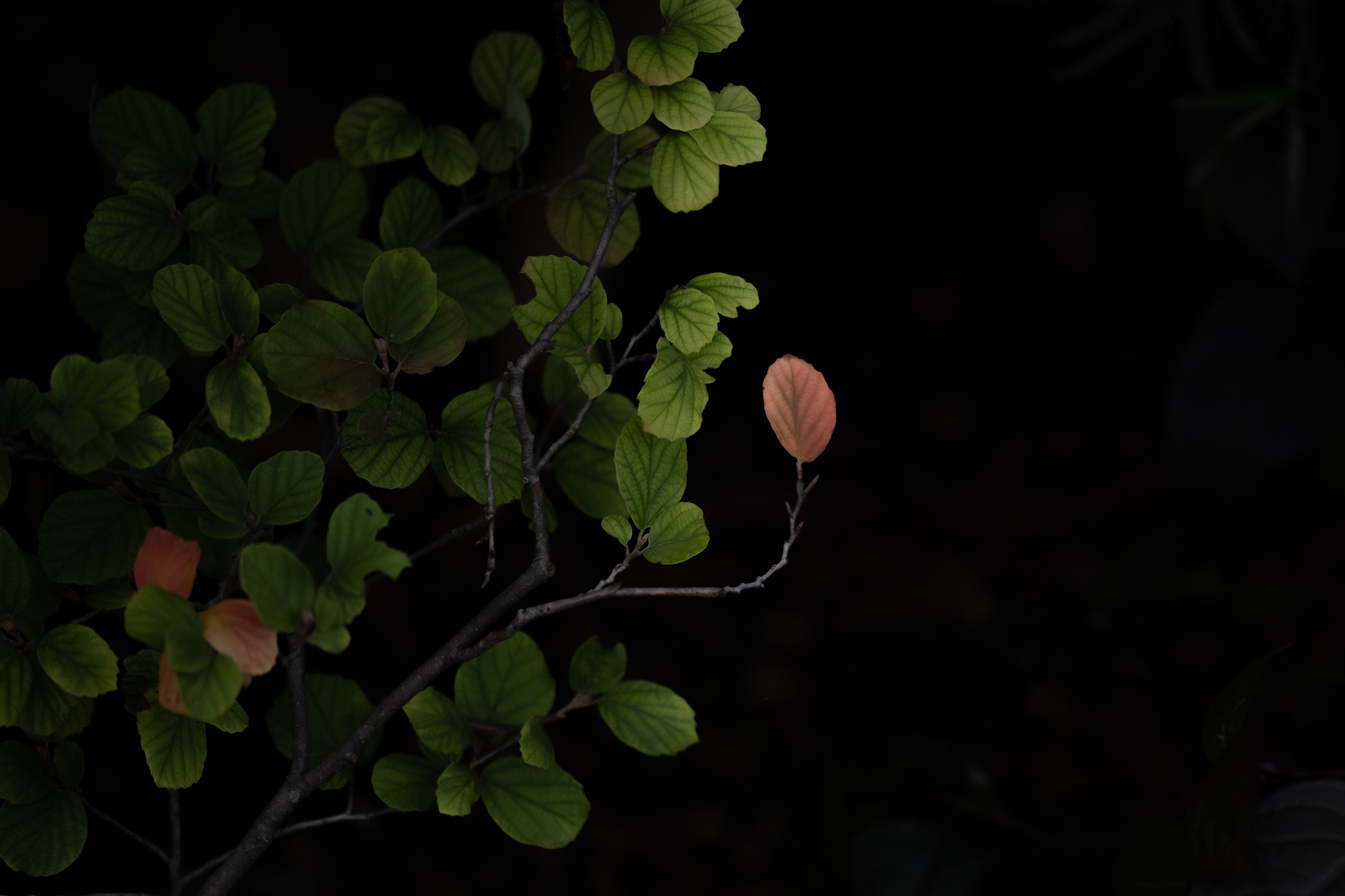 Juror's Selection (published) - New York Center for Photographic Arts