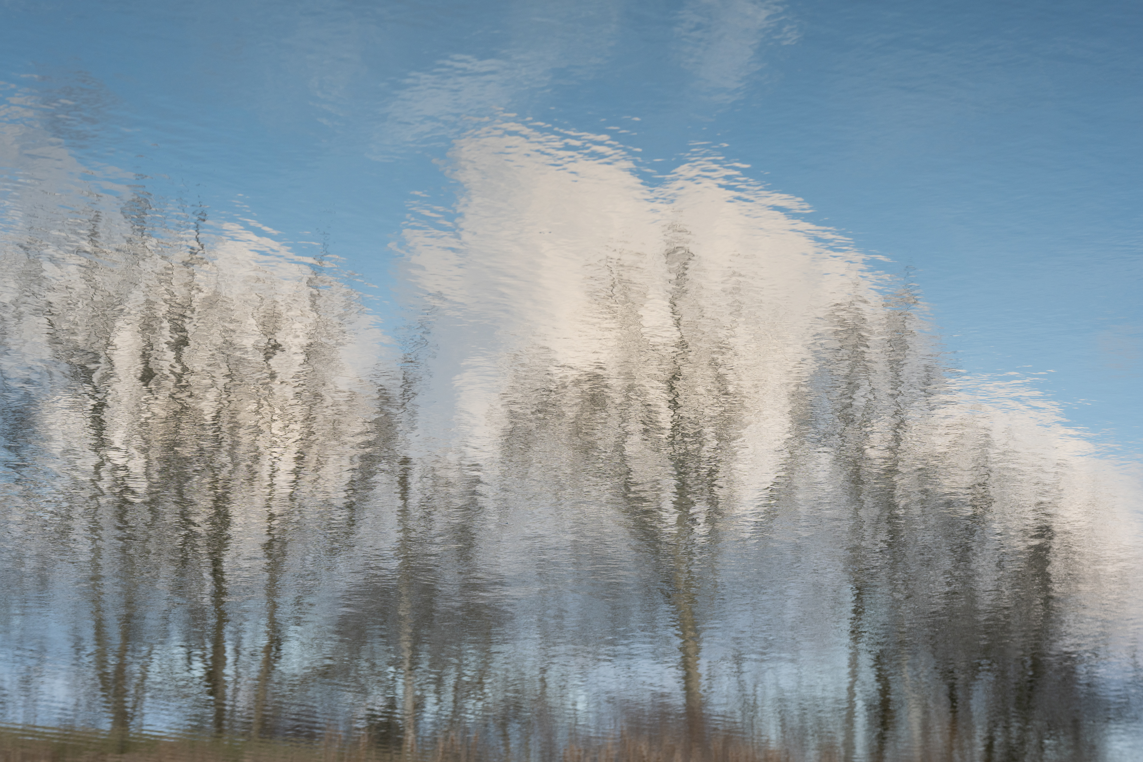 Cloud Trees