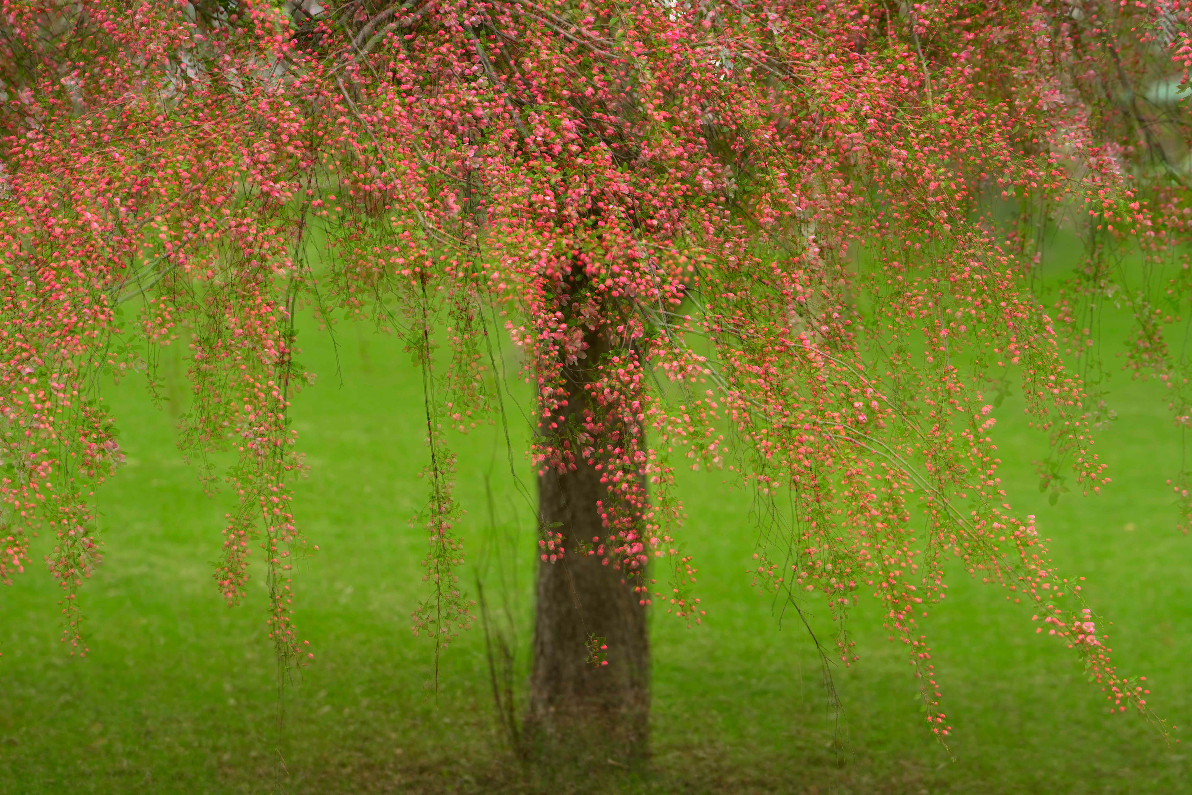 Cherry Blossoms