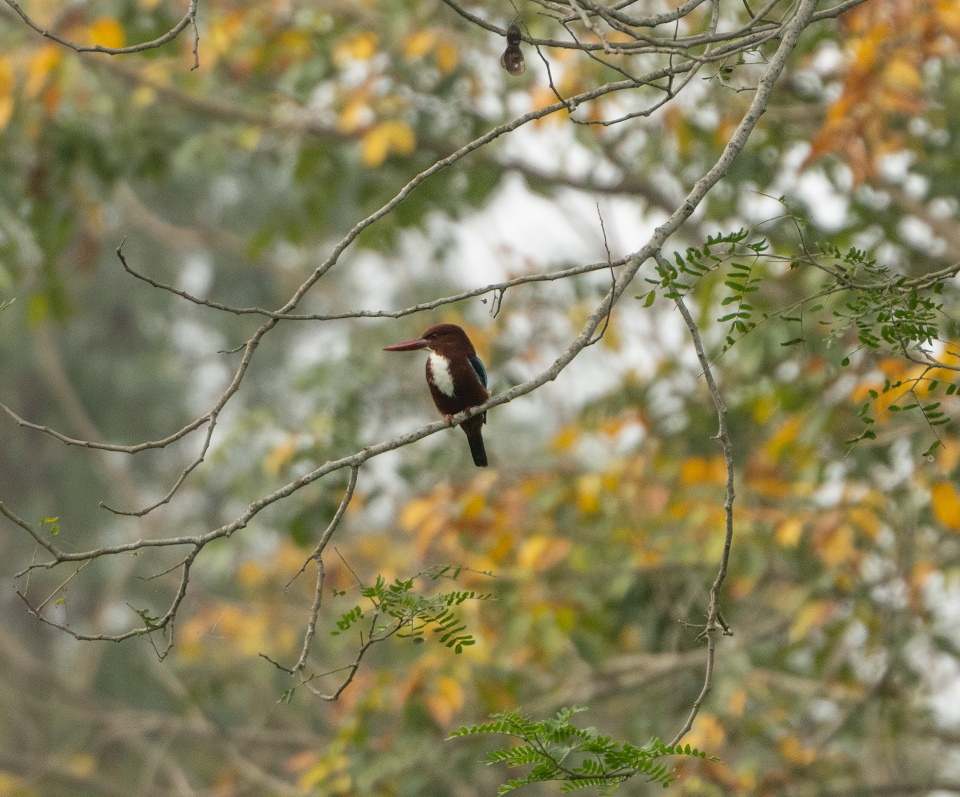 Kingfisher