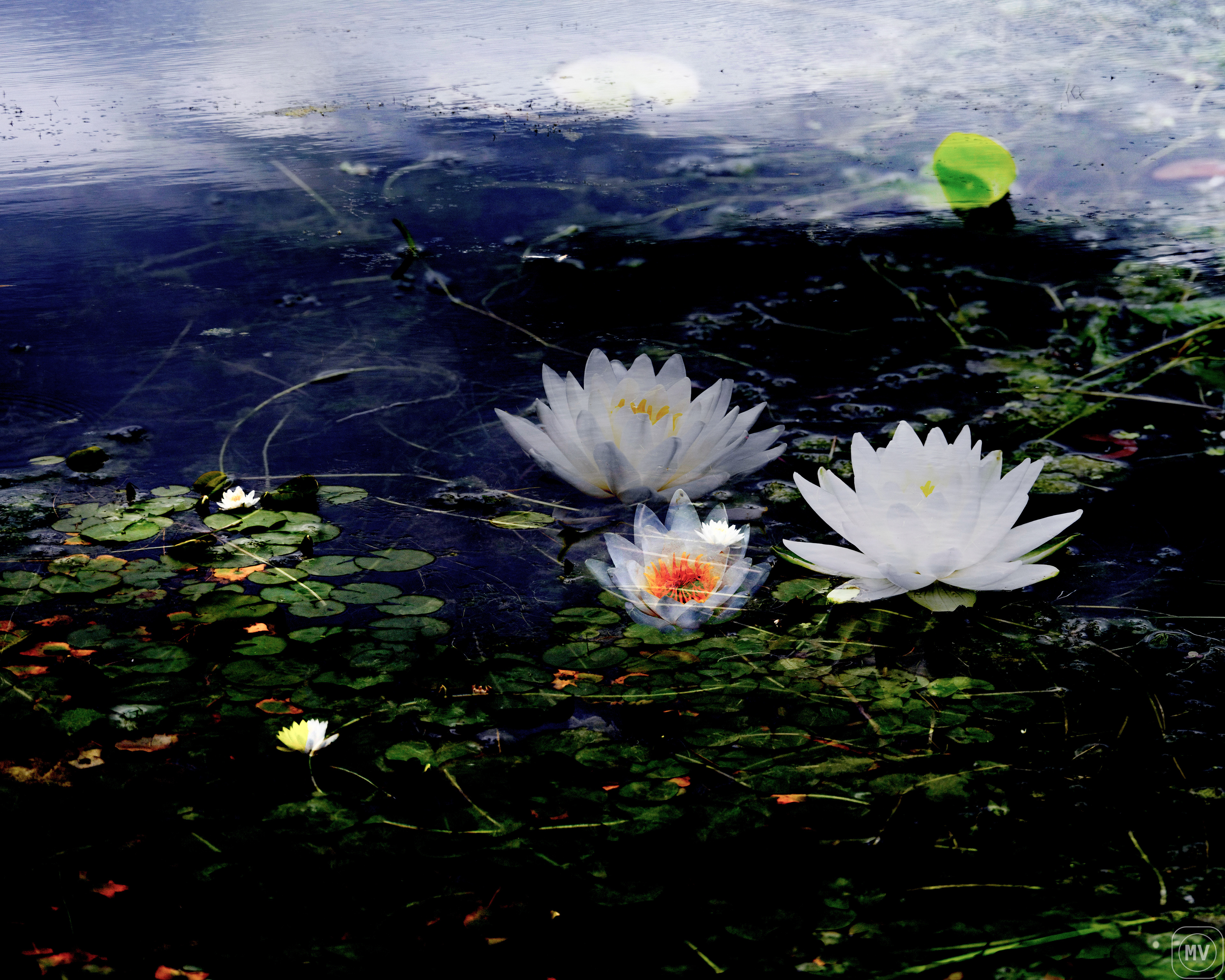 Water Lillies