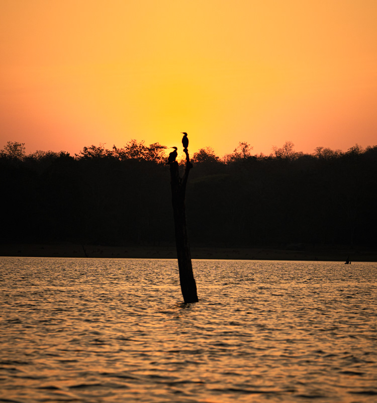 Cormorants