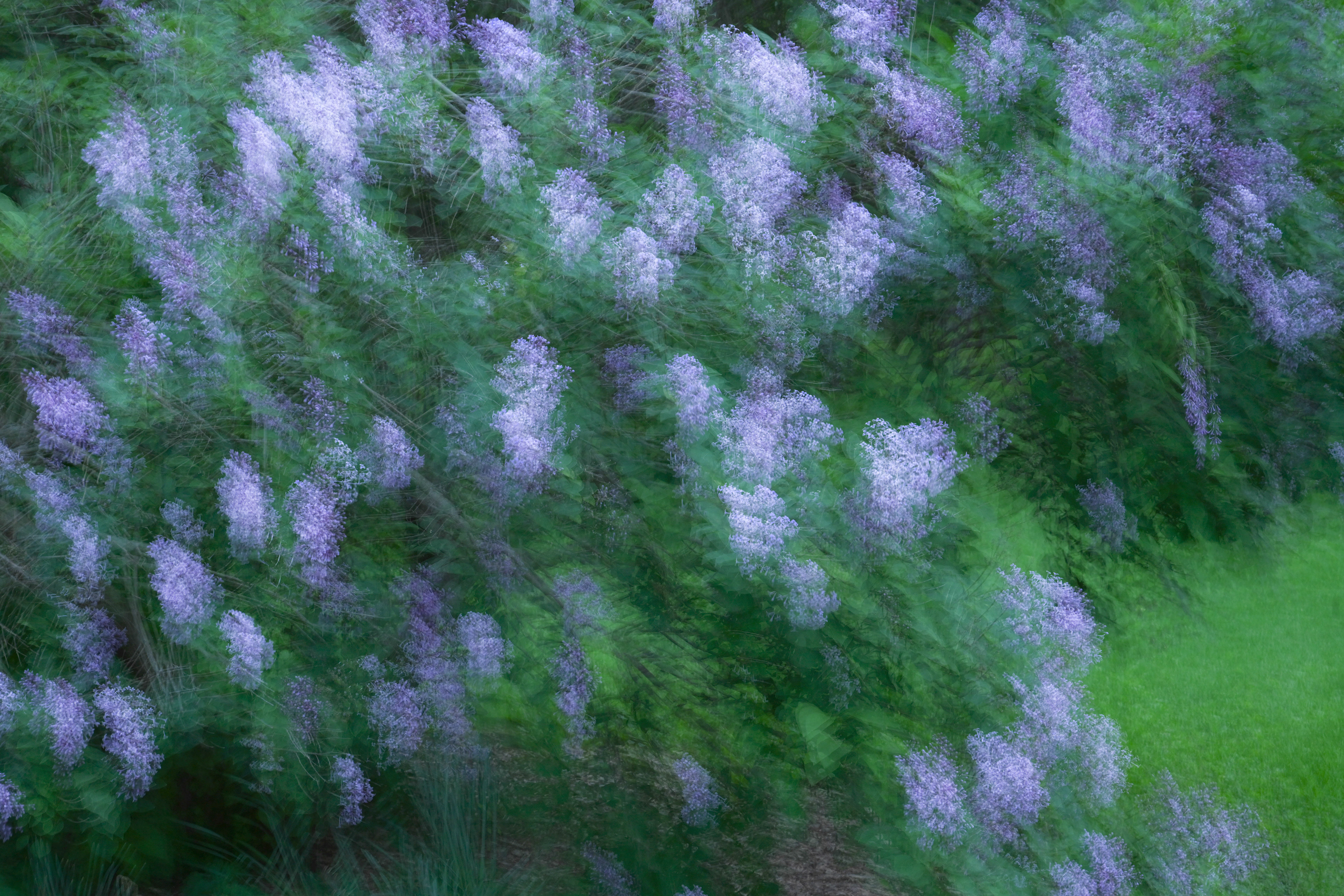 Lilac Impressionist