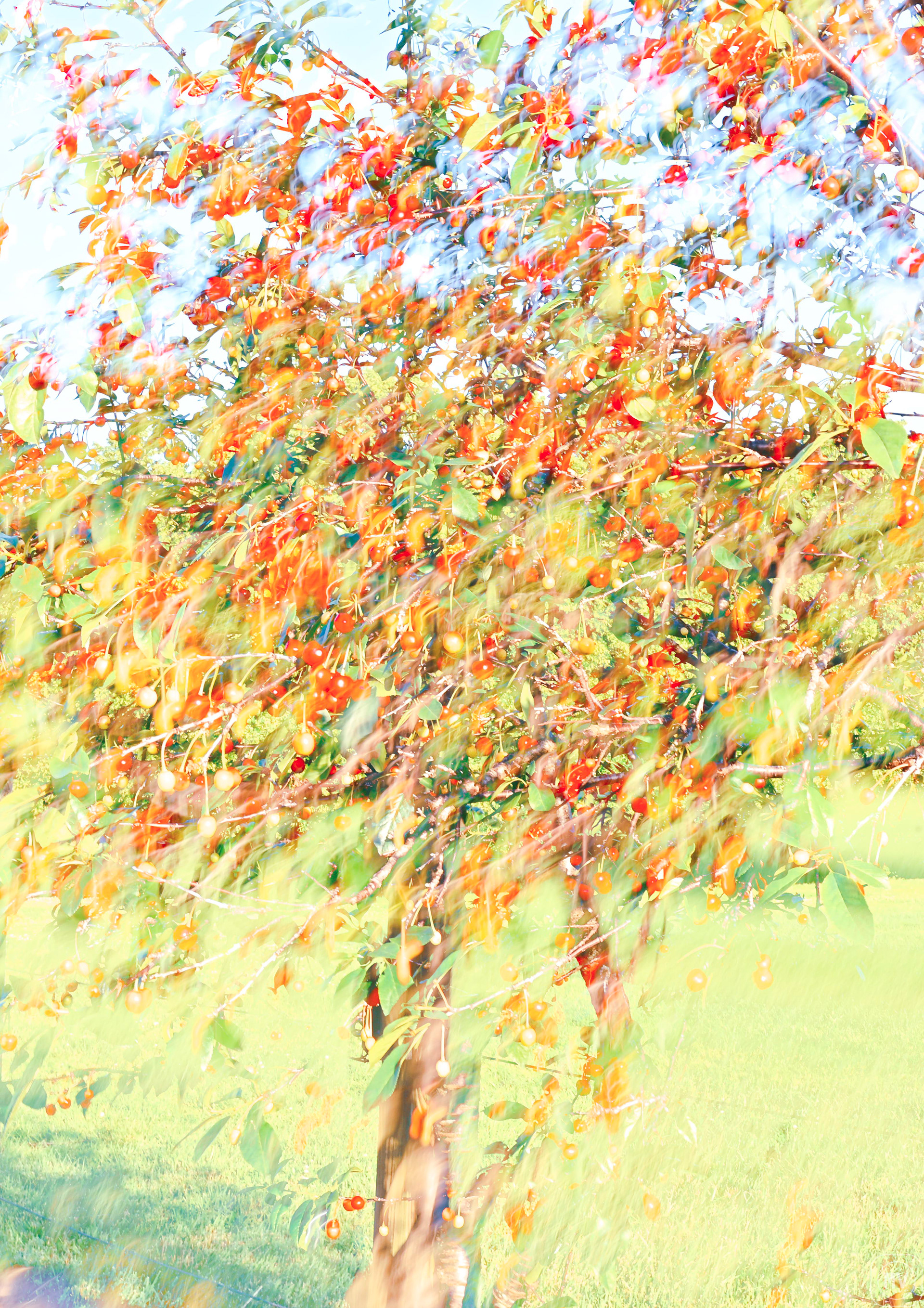 Cherries