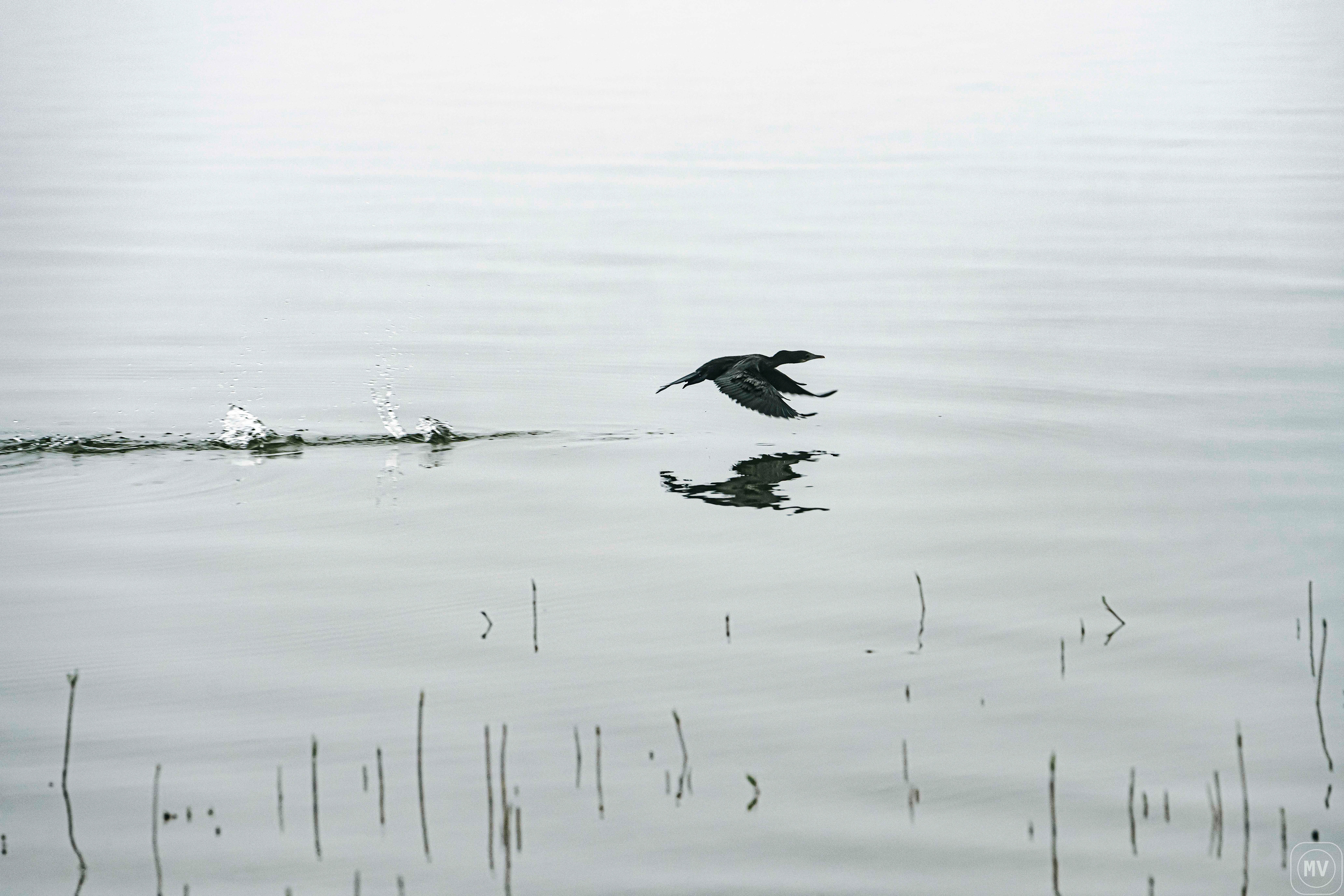 Honorable Mention, IMACRES International Photography Awards, 2024.                     Juror's Selection(Blue Ribbon) - Town & Country Amateur Art Show 2024