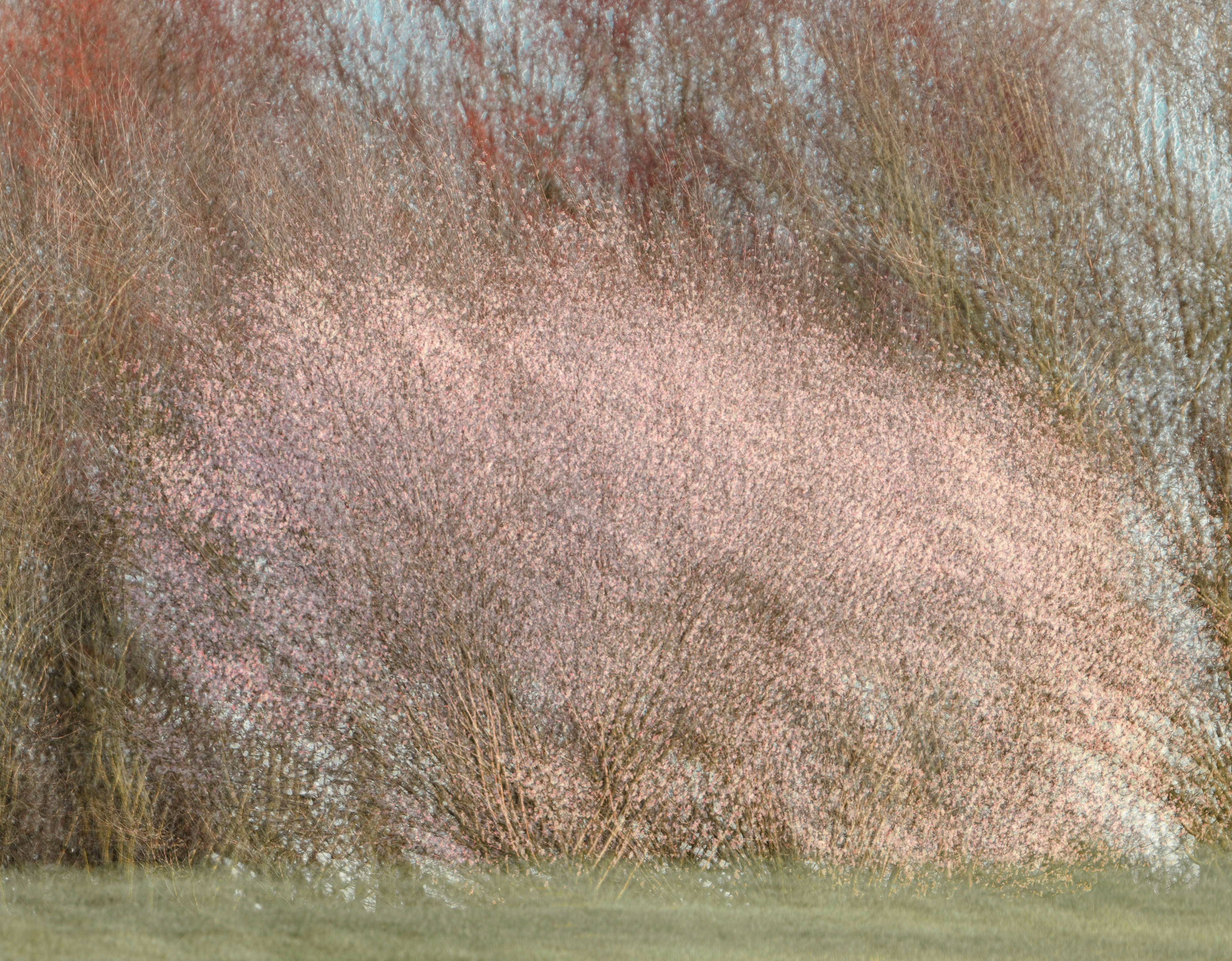 Spring Cherry Blossom Impressionist