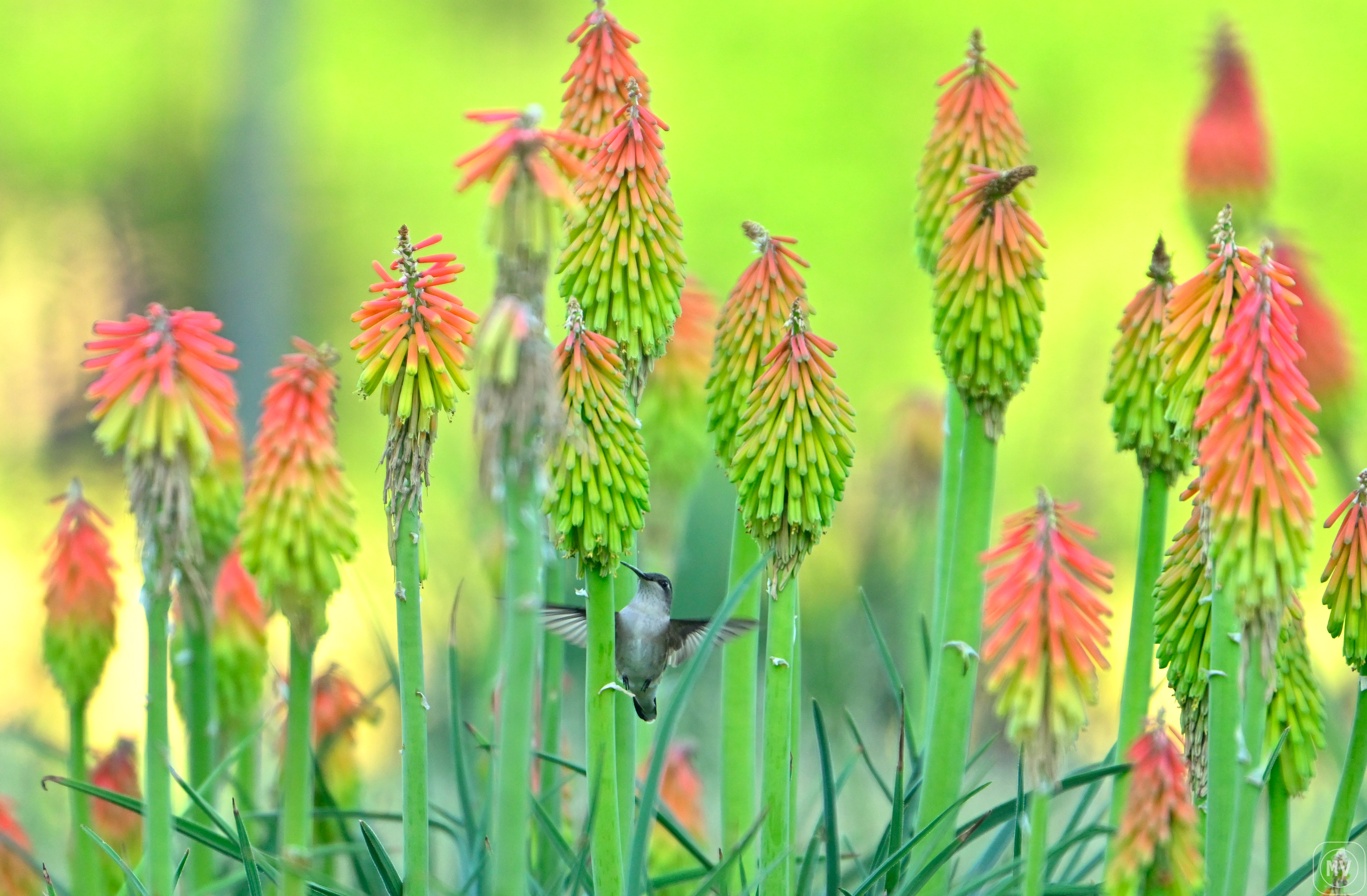 Ruby Throated Hummingbird