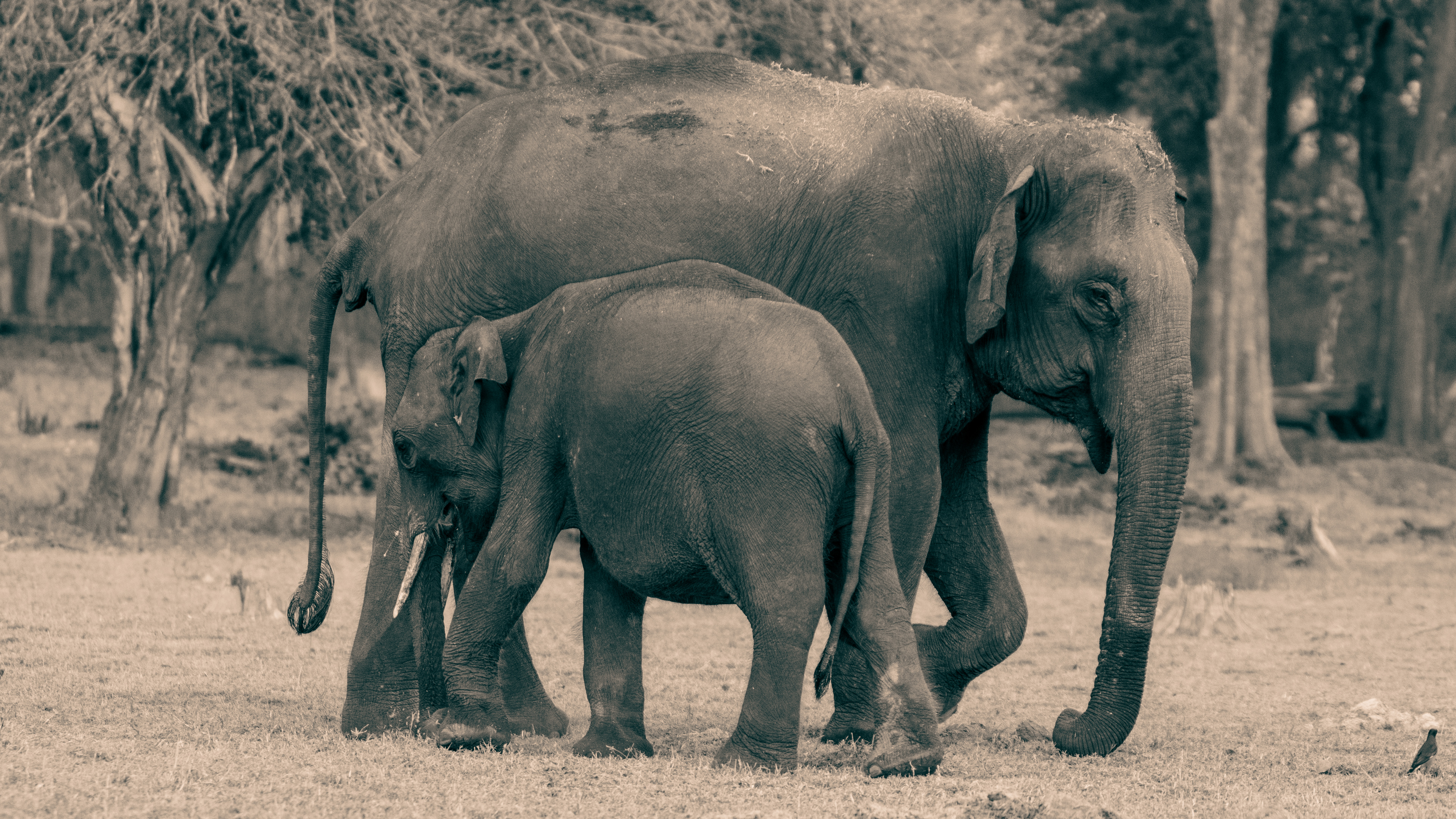 Elephants