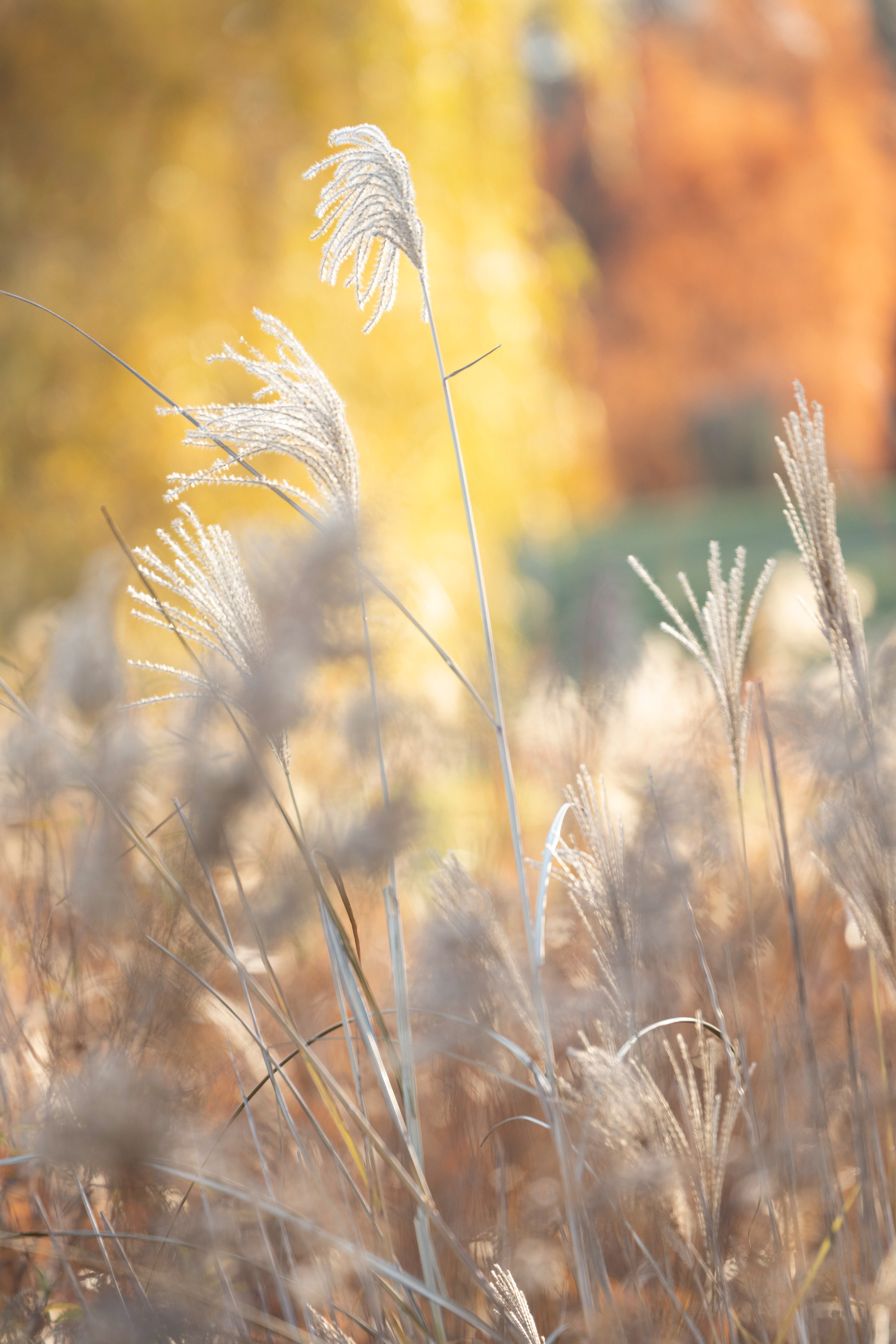 Fall