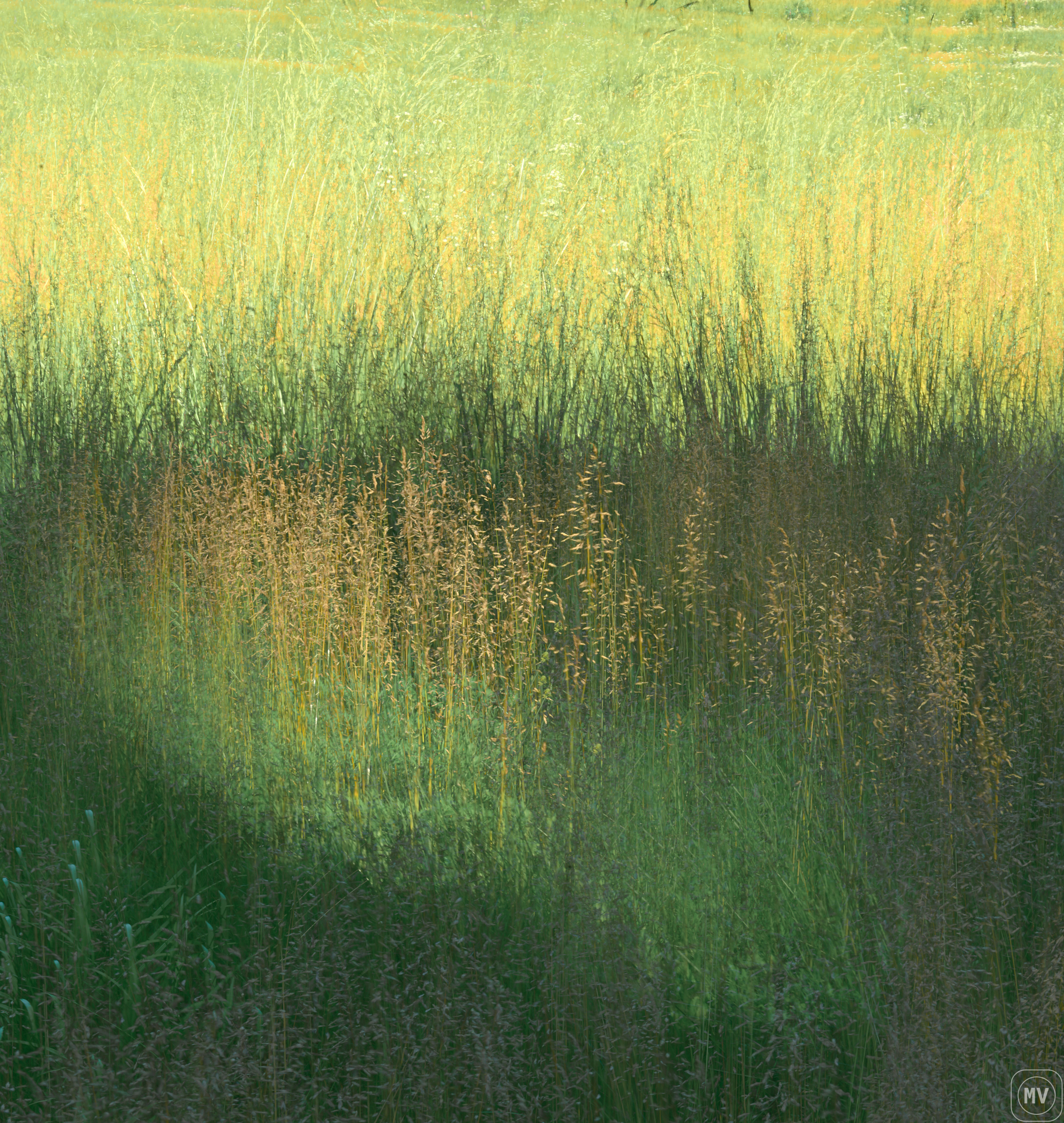 Grass