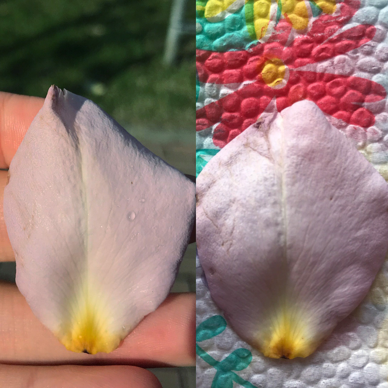 petal outdoor and indoor