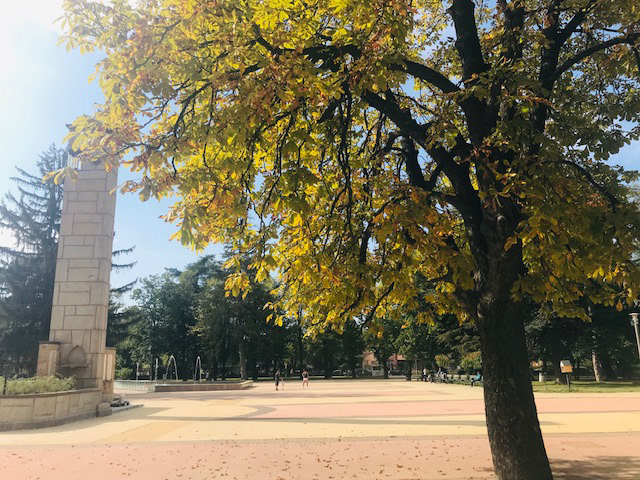 yellow colour in rose park