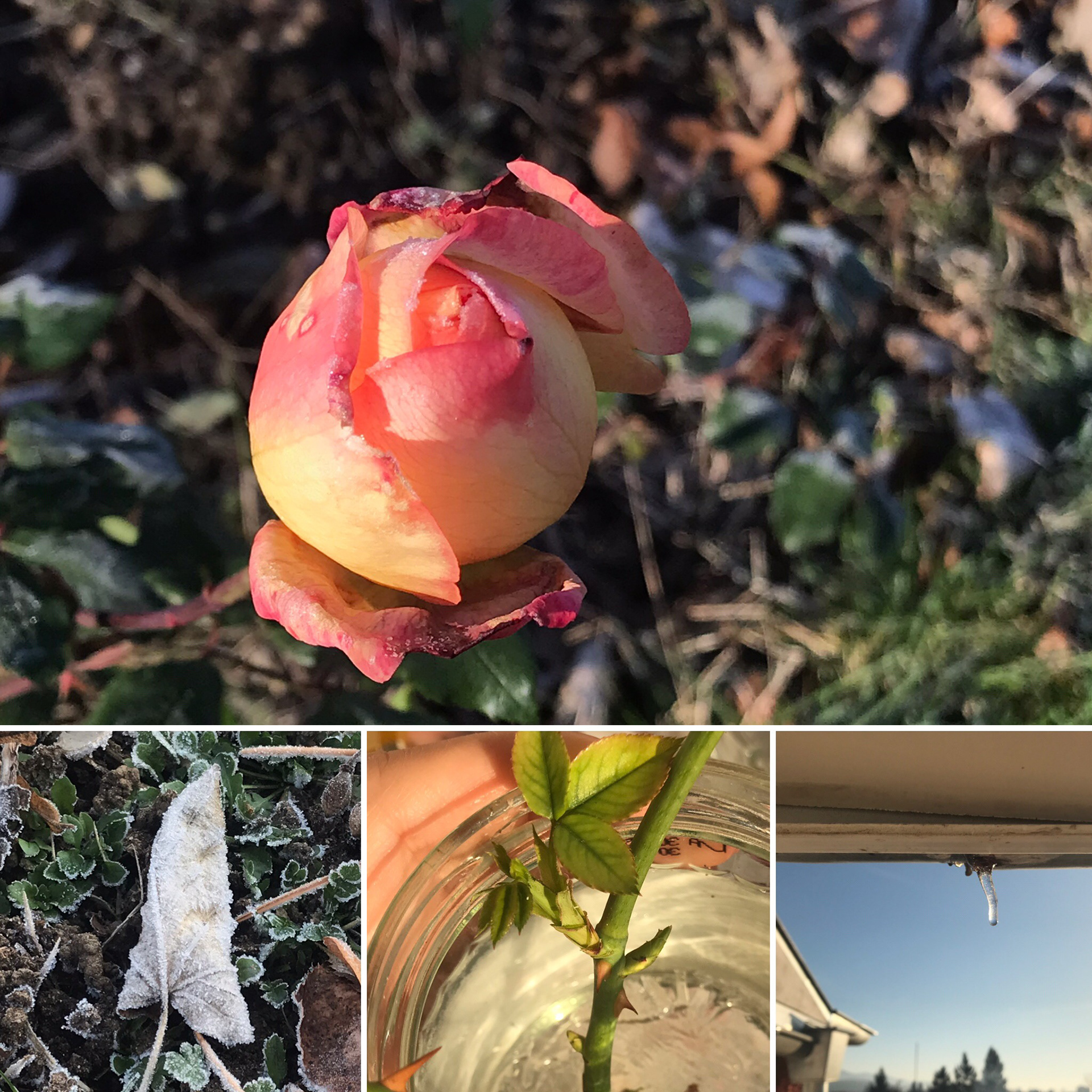 rose bloom with snow
