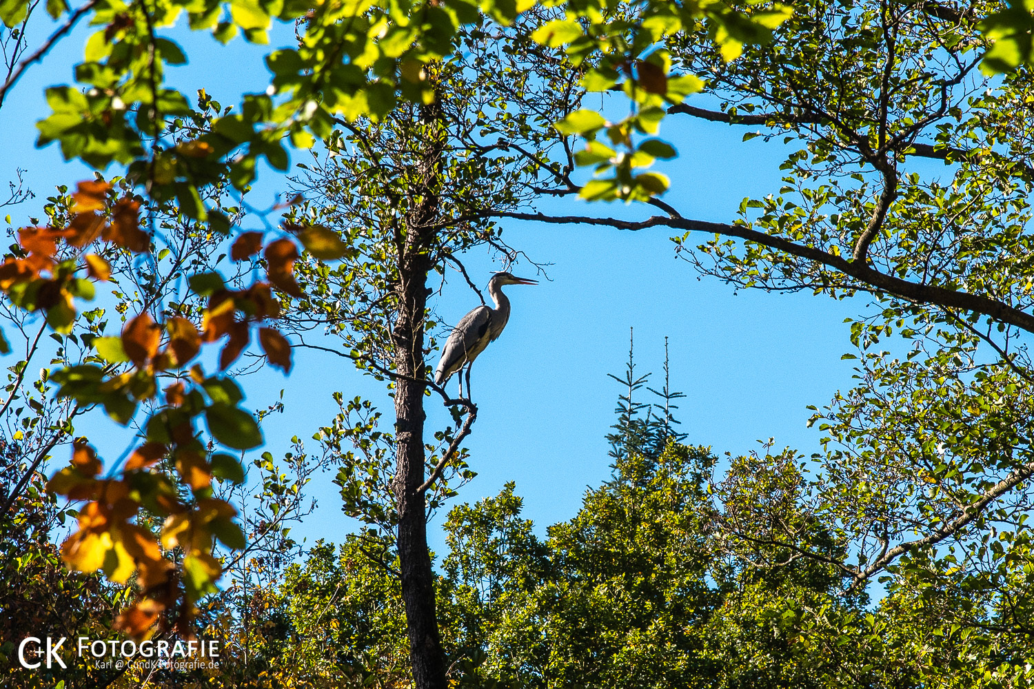 Reiher auf einem Baum an der Schwentine