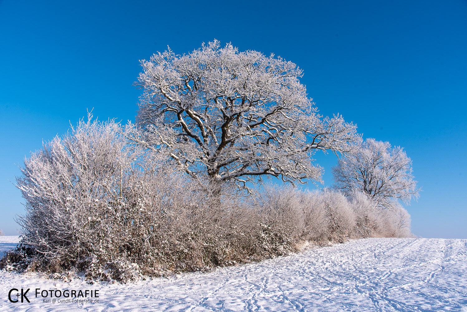 Winterliche Knicklandschaft