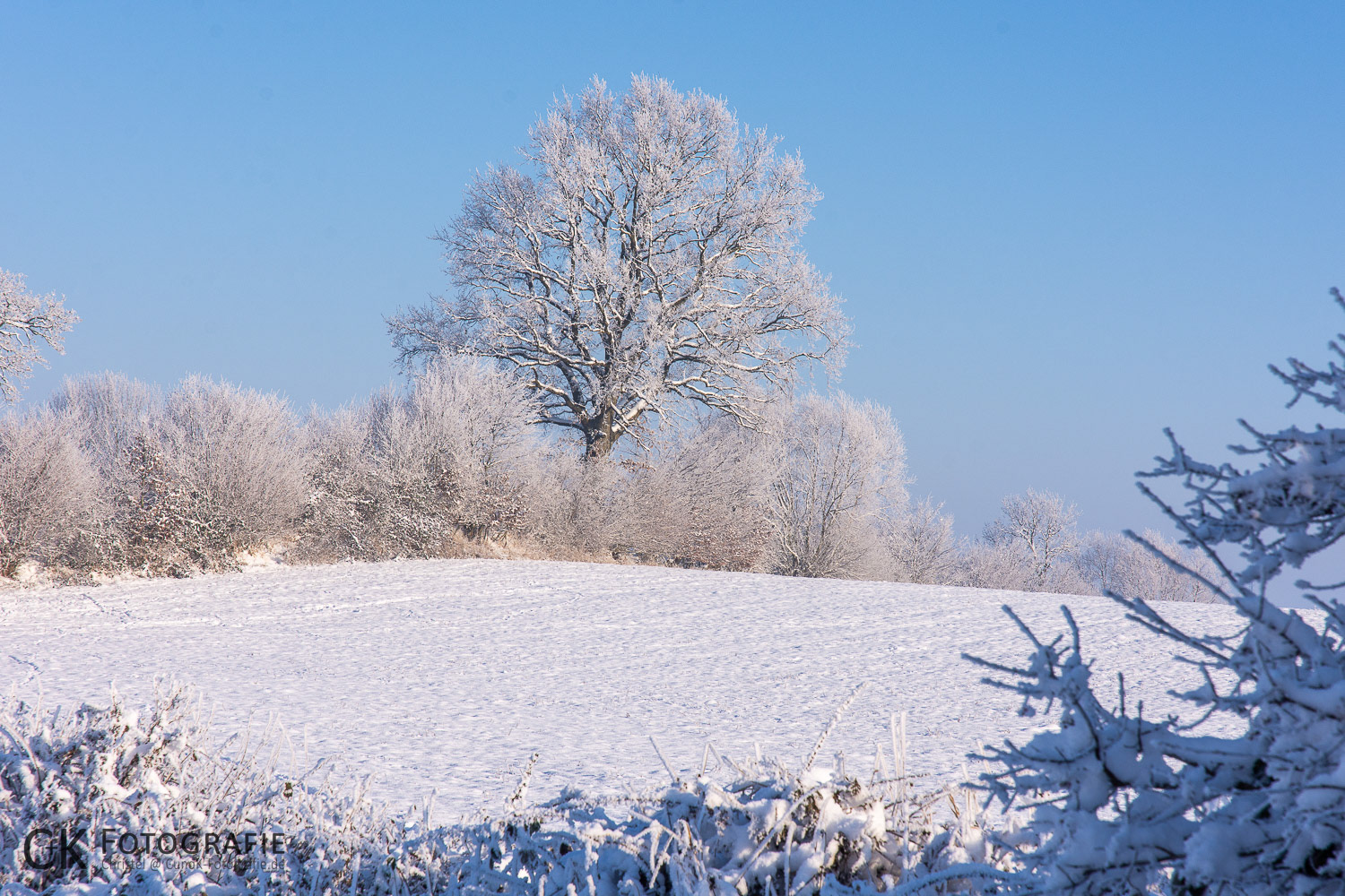 Baum im Raureif