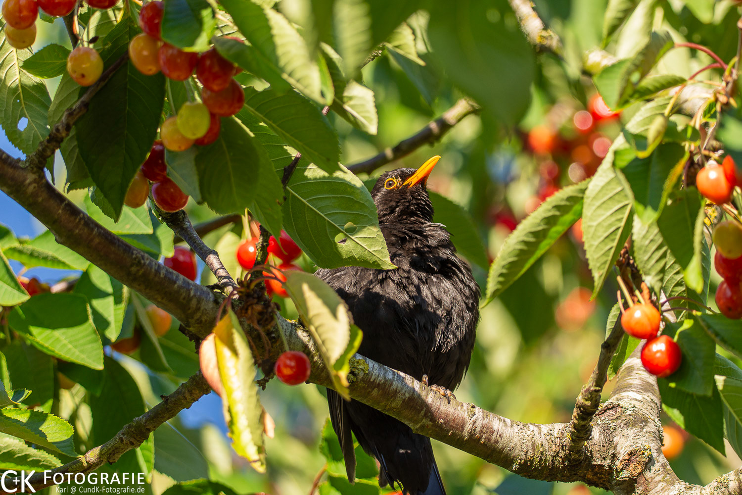 Amsel Männchen im Paradies