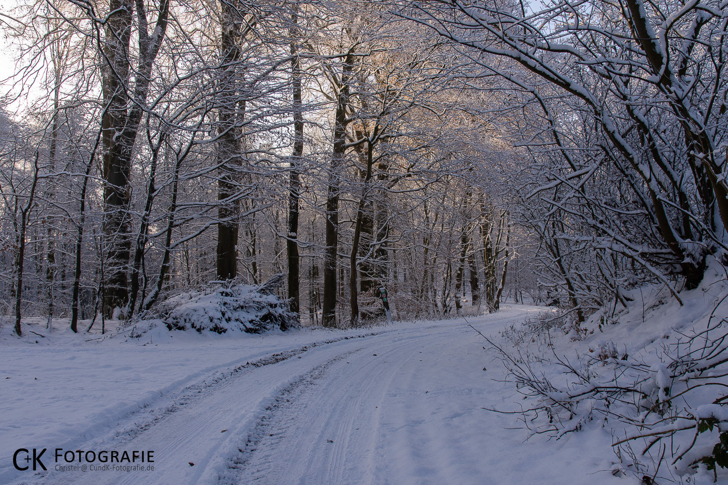Winterlicher Wald in der Morgensonne