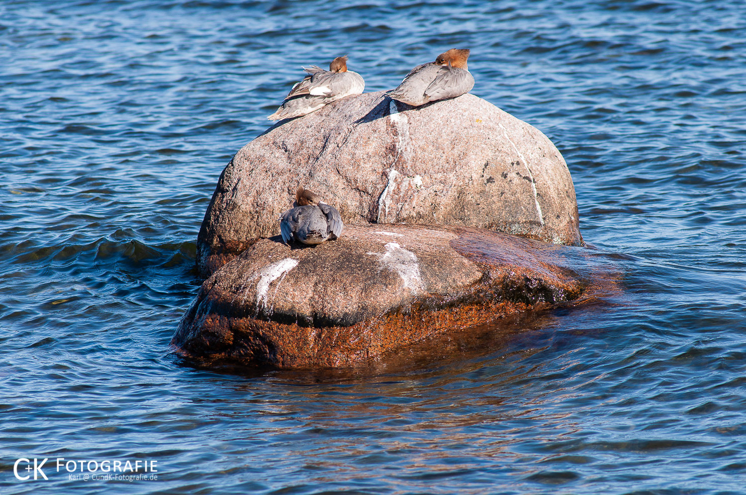 Mittelsäger beim Mittagsschlaf auf einem Felsen in der Ostsee Insel Öland