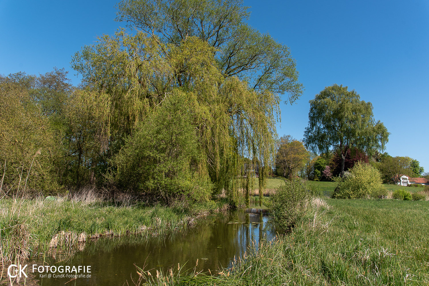 Trauerweiden an der Schwentine bei Fissau