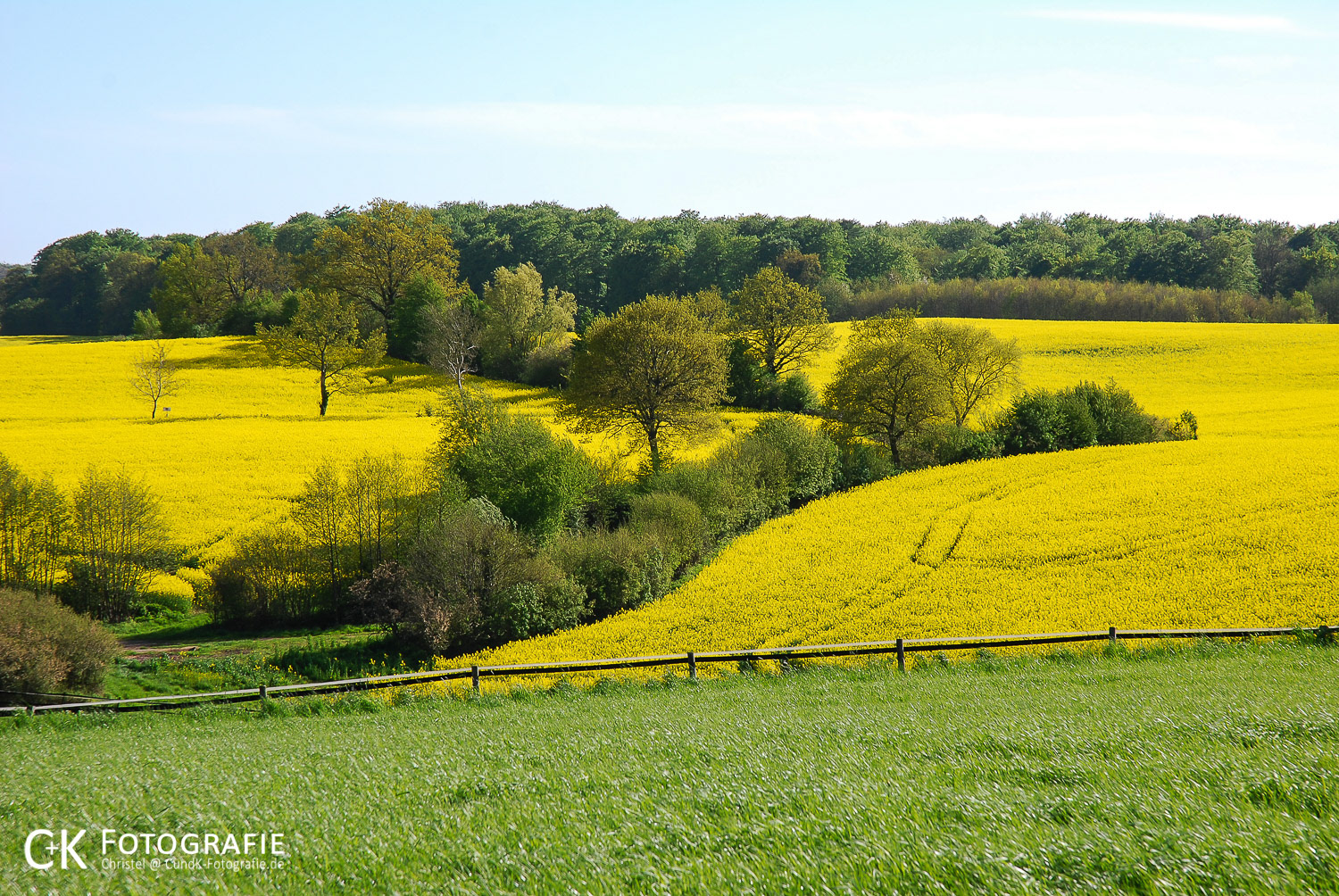 Rapsfeld mit Knicks und Wald