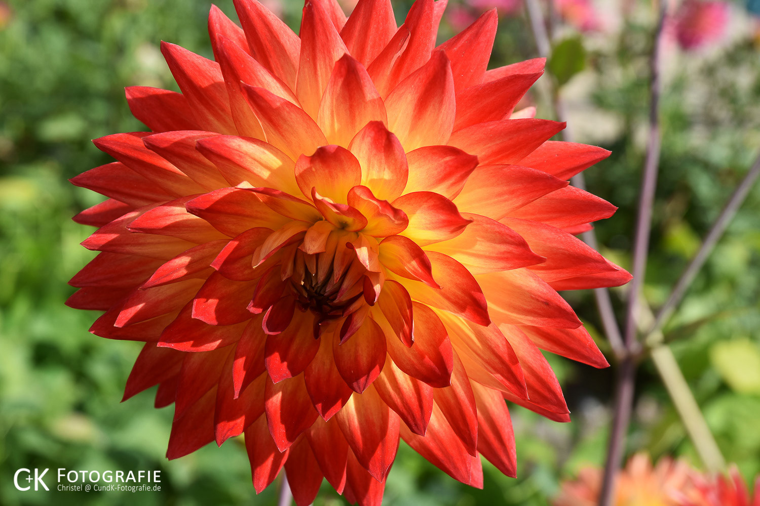 Sonnendurchflutete Dahlienblüte