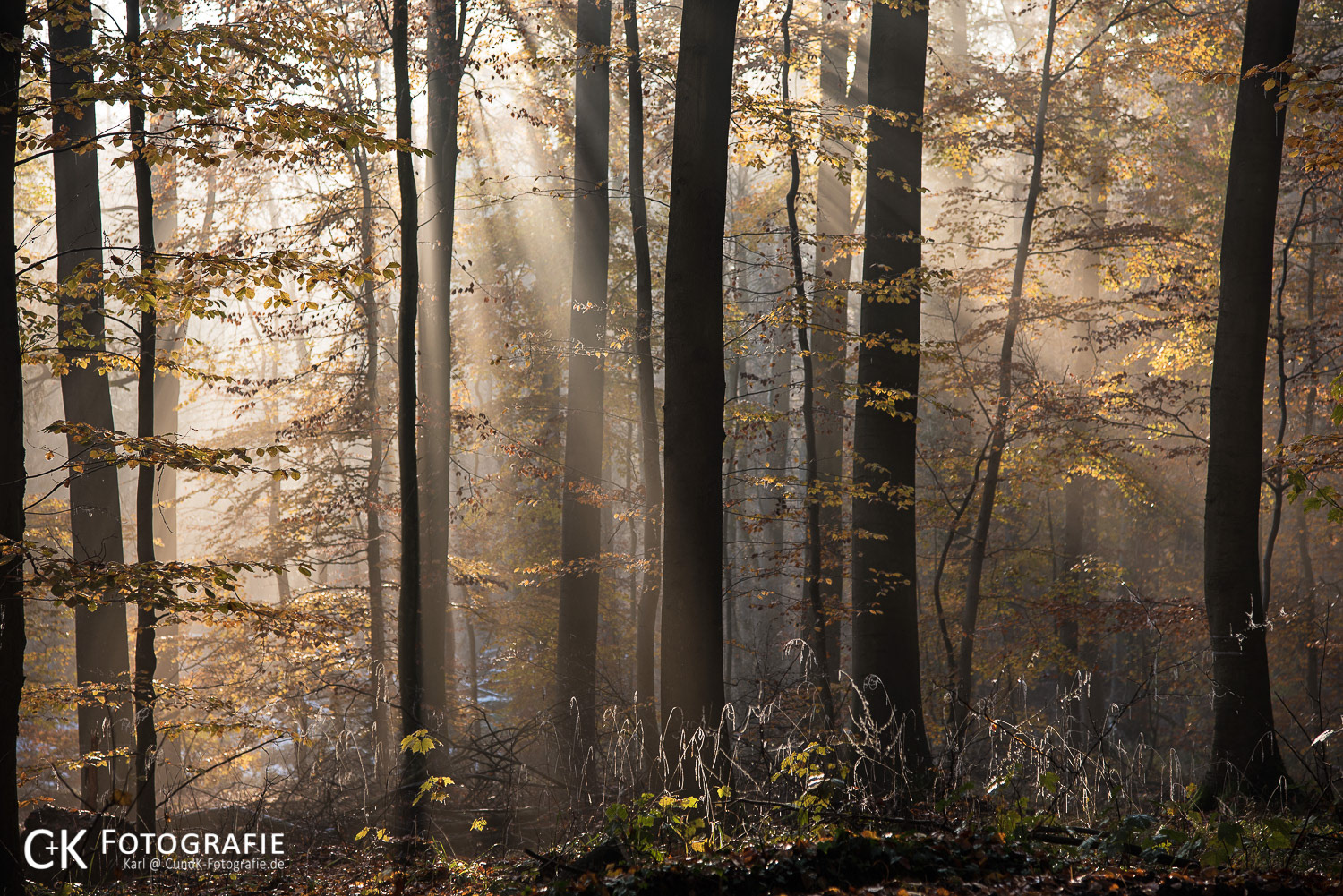 Sonnendurchfluteter Wald im Herbst