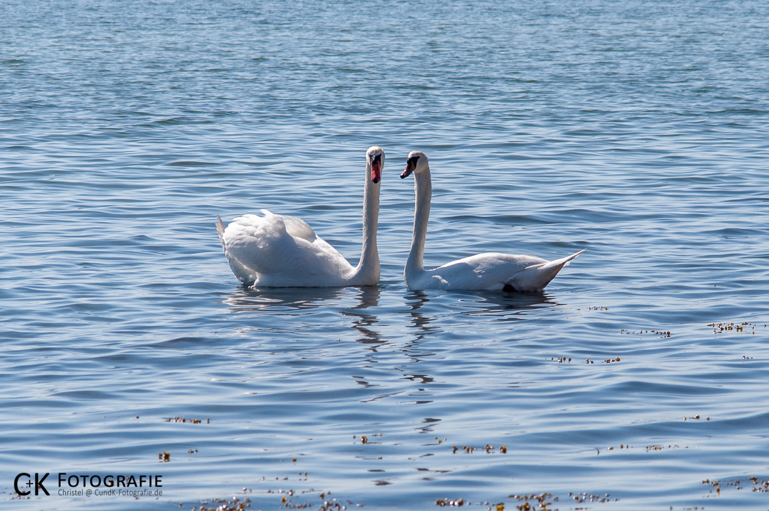 Schwanenpaar auf der Ostsee