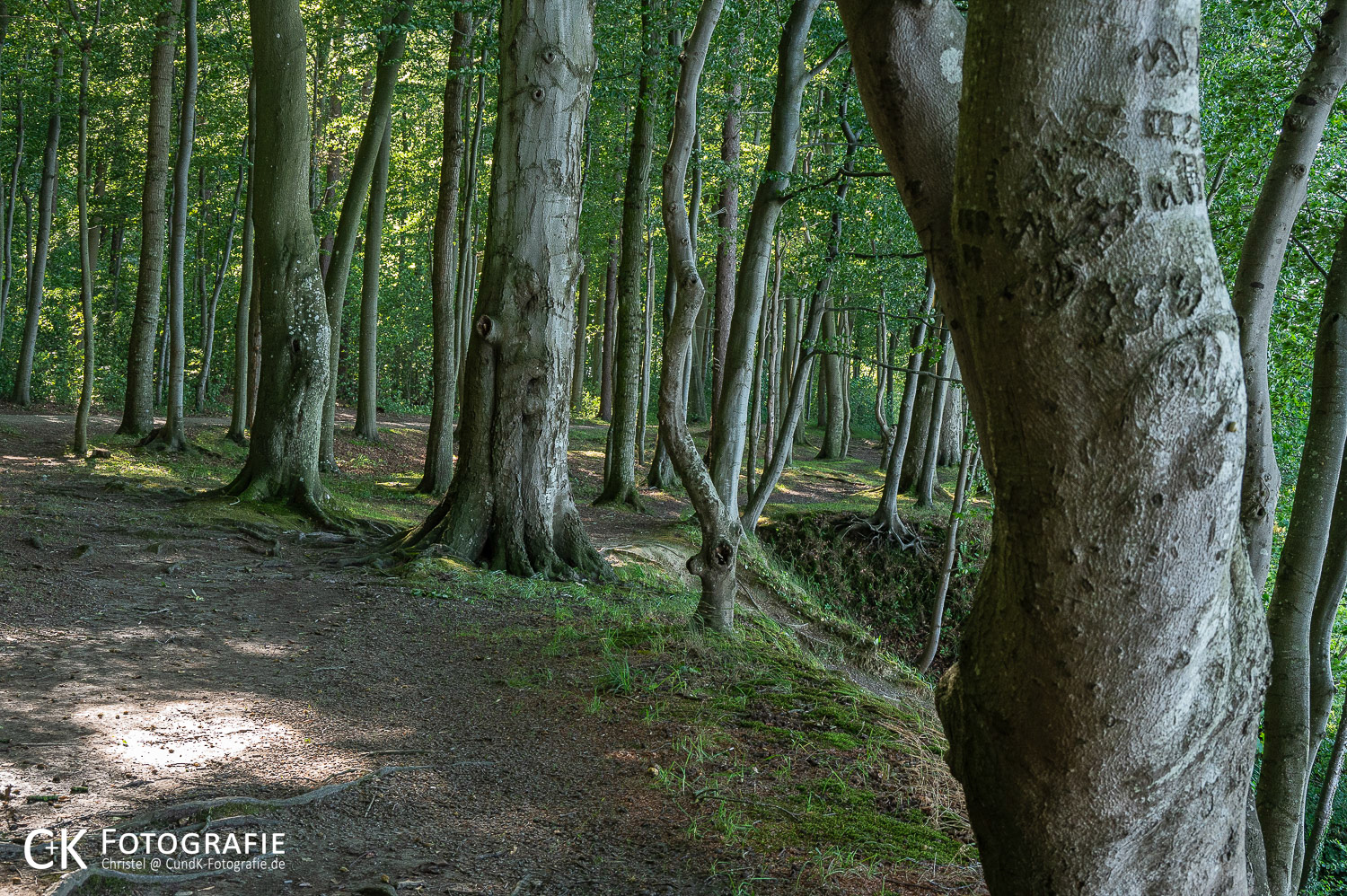 Wald an der Steilküste bei Weißenhaus
