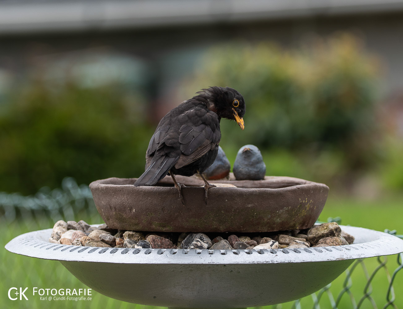 Amsel Männchen nach anstrengender Futtersuche an der Vogeltränke