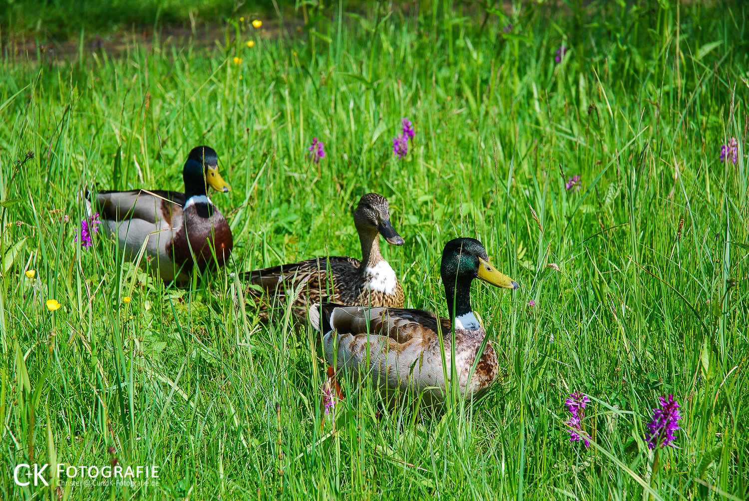 Stockenten im Gänsemarsch zwischen Orchideen