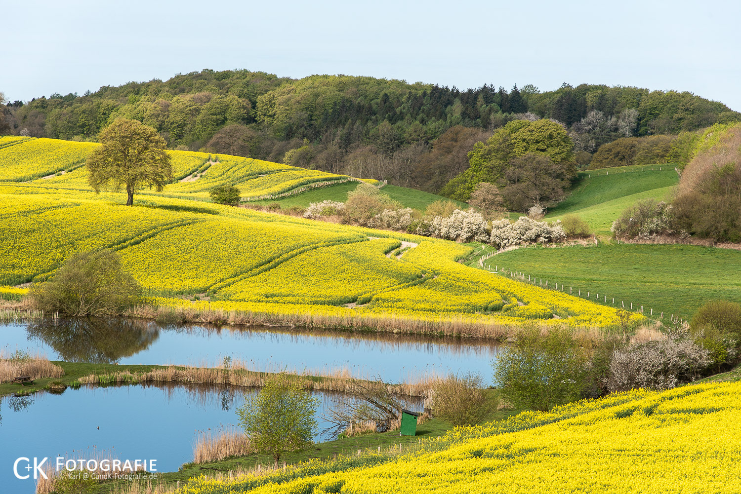 Hügellandschaft mit Rapsfelder
