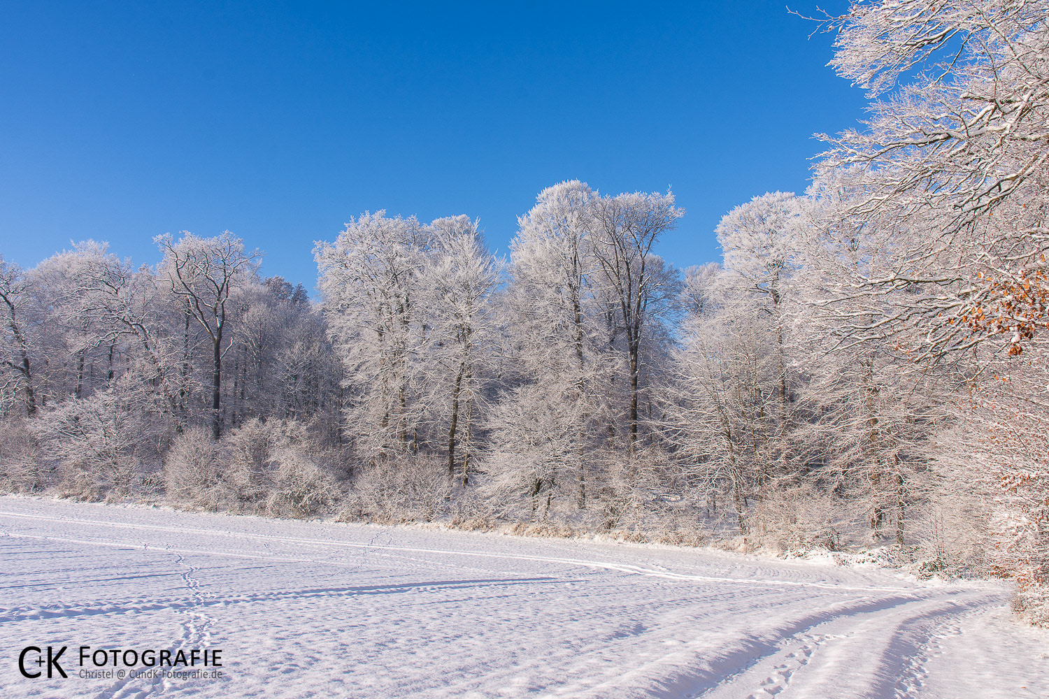 Feld und Knick im Winter