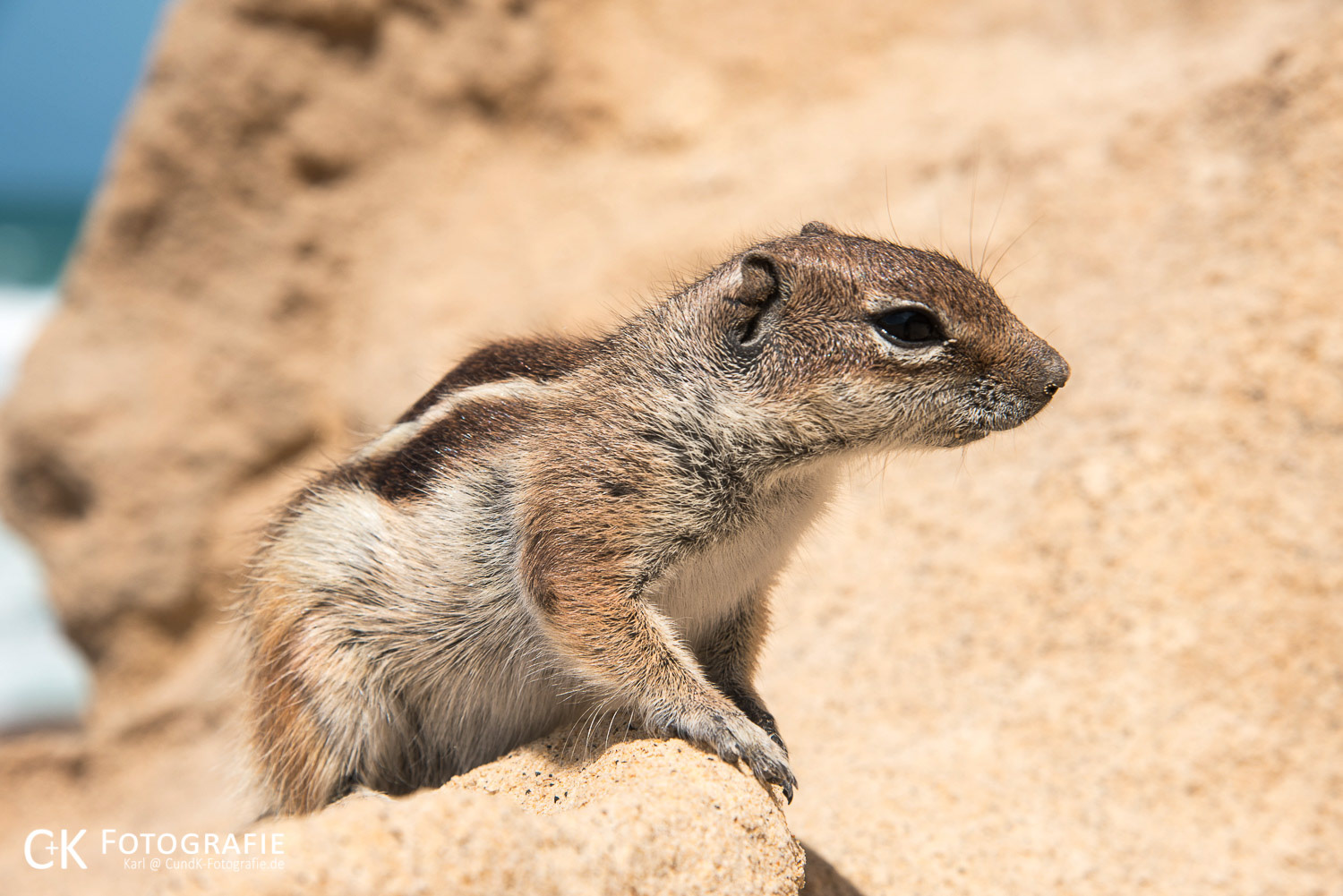 Atlashörnchen zwischen Felsen am Atlantic auf Fuerteventura