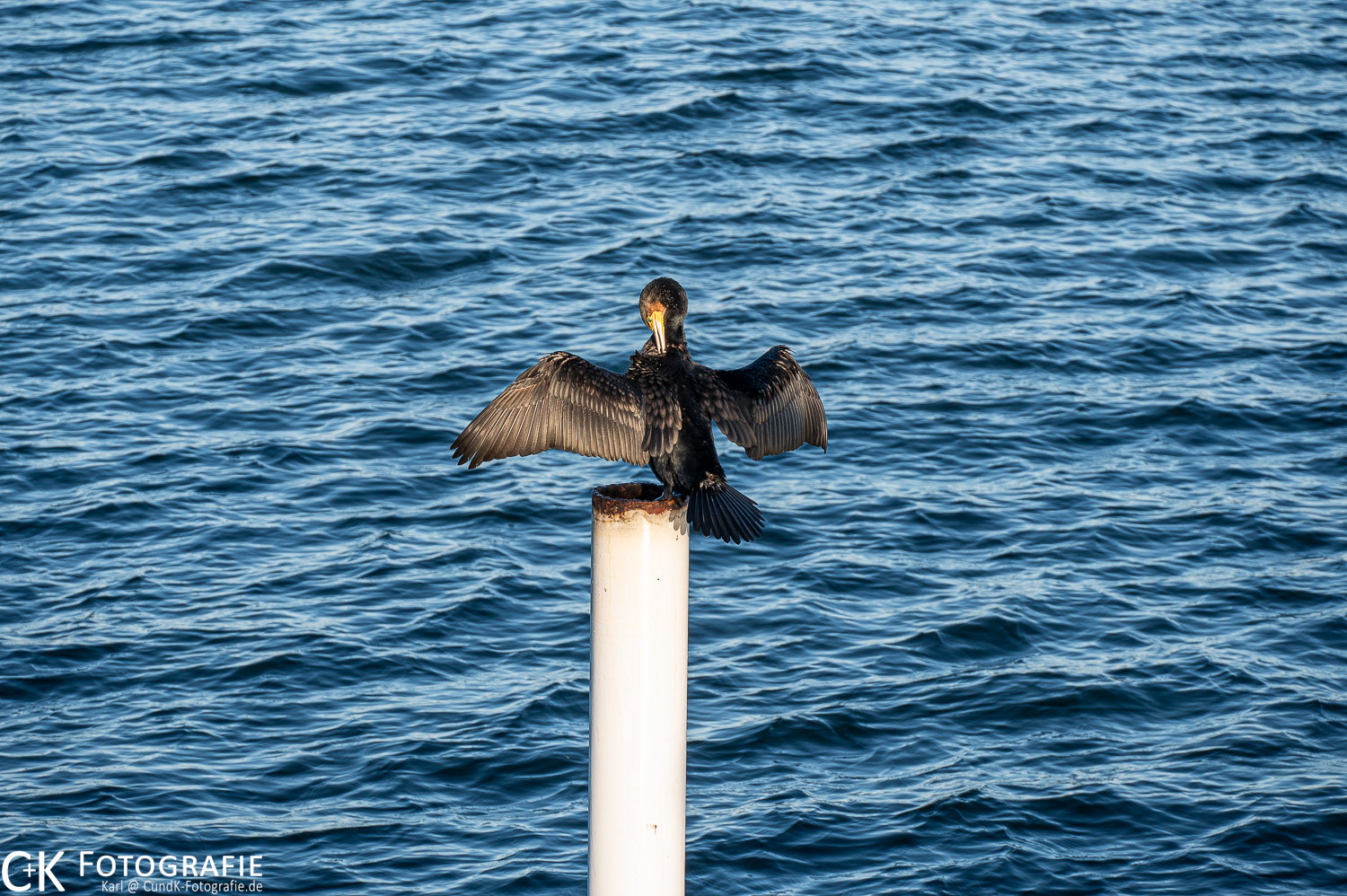 Kormoran bei der Gefiederpflege