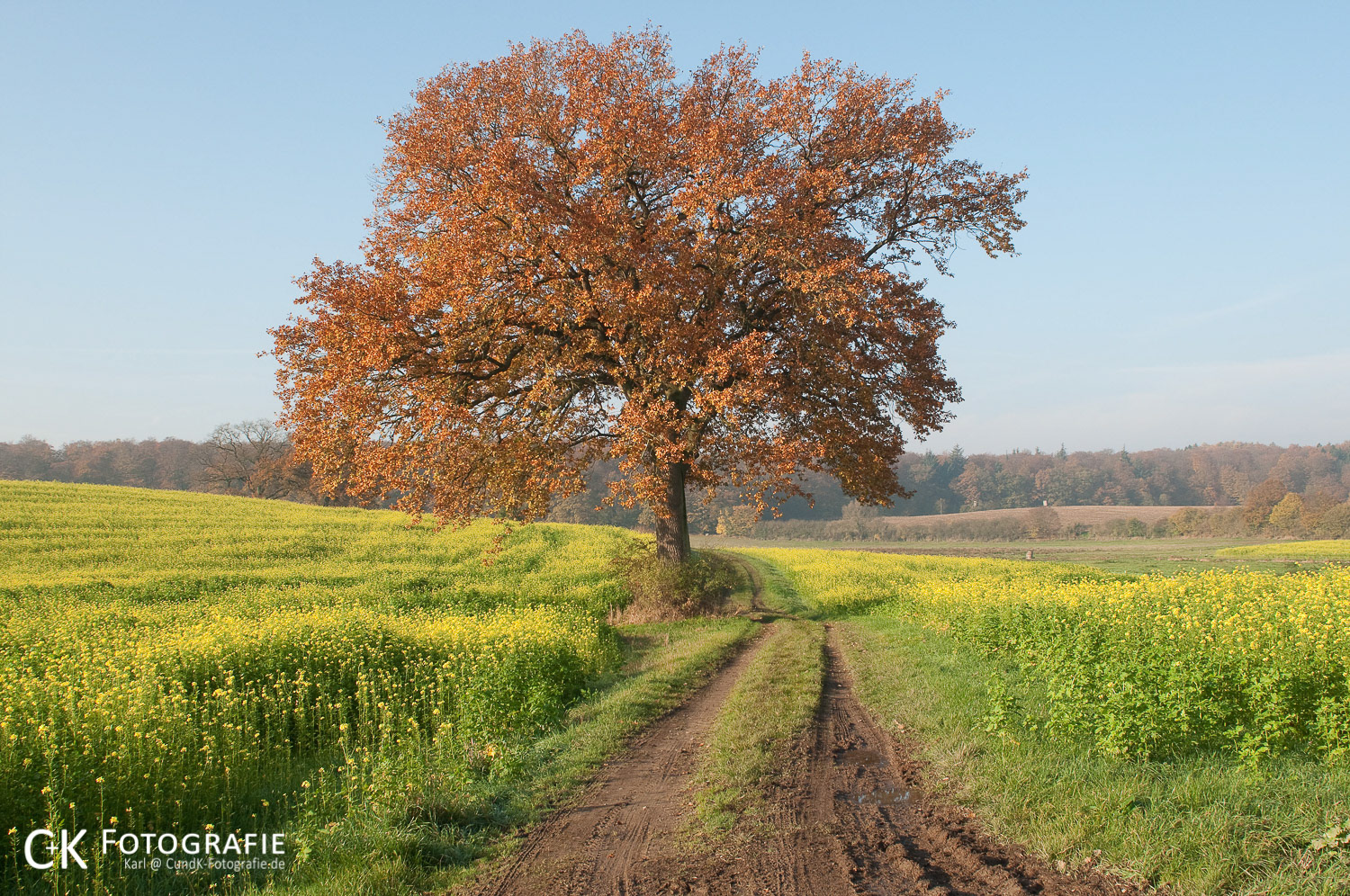 Eiche im Herbstkleid am Feldweg und Senffelder