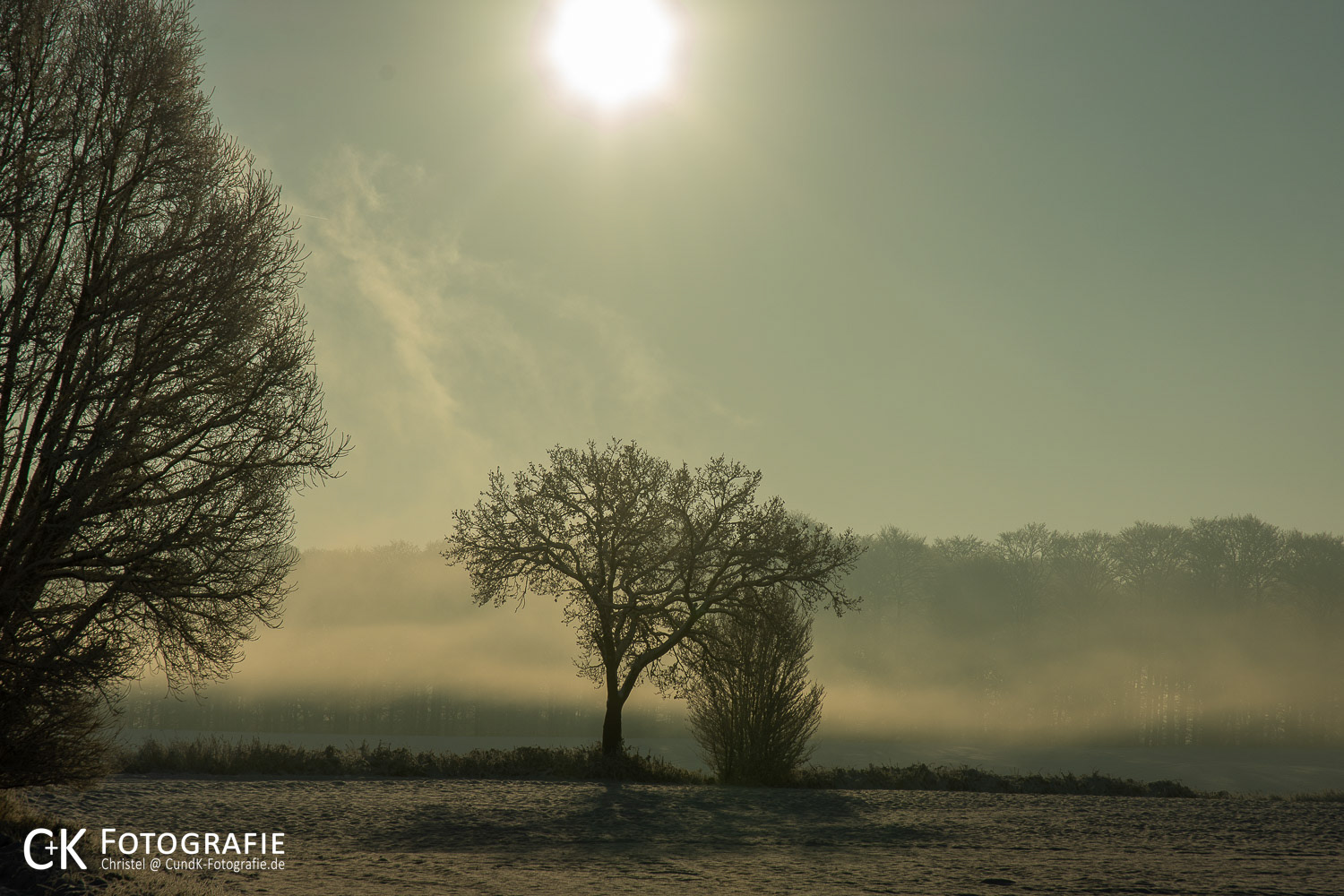 Baum im Gegenlicht der Wintersonne