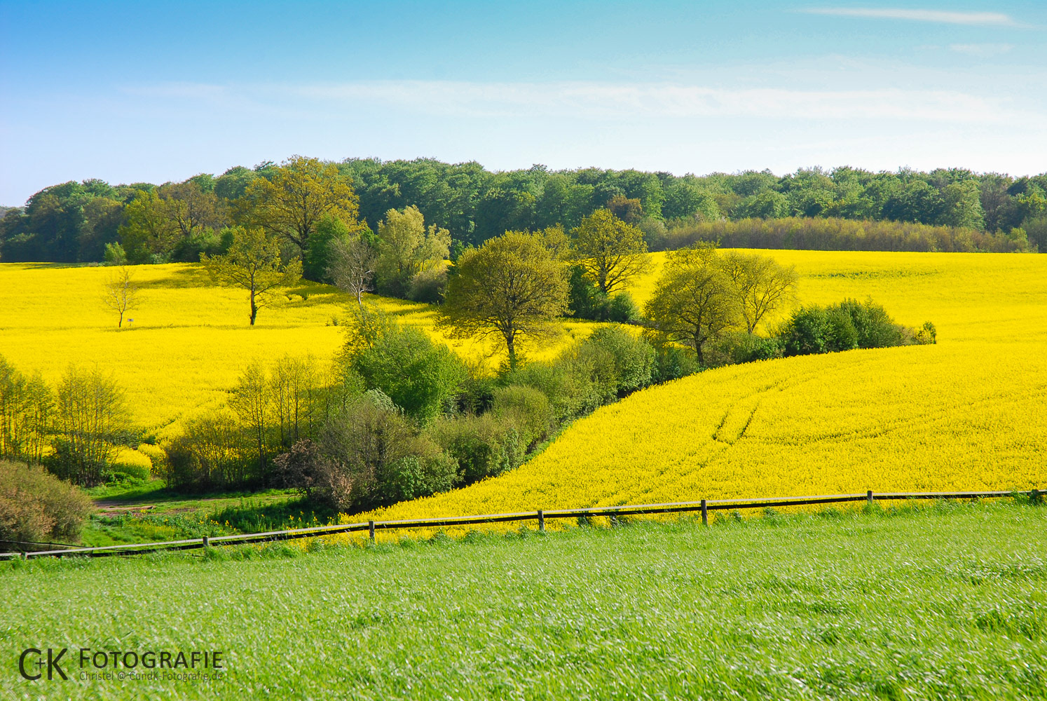 Rapsfeld mit Knicks und Wald