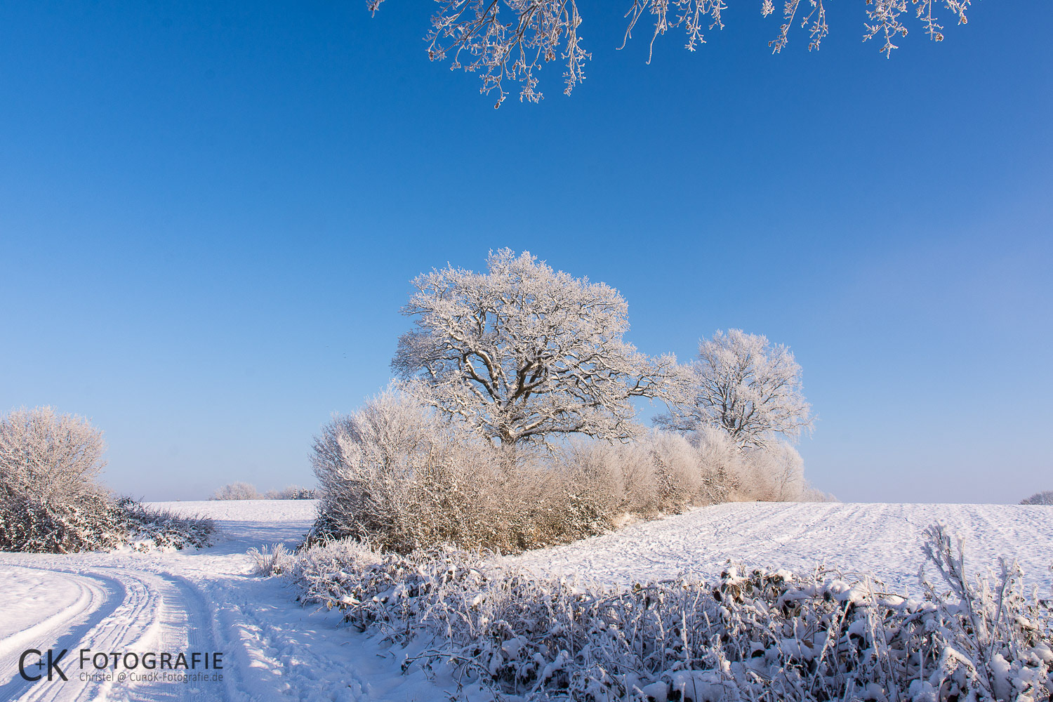 Feld und Knick im Winter