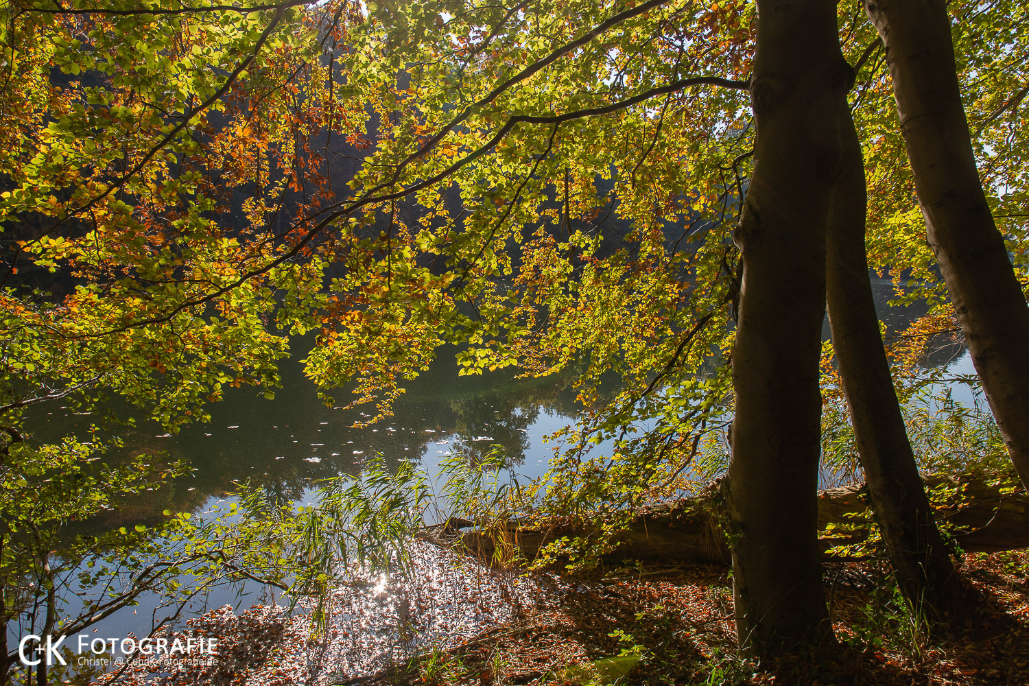Bäume im Herbst am Uklei See