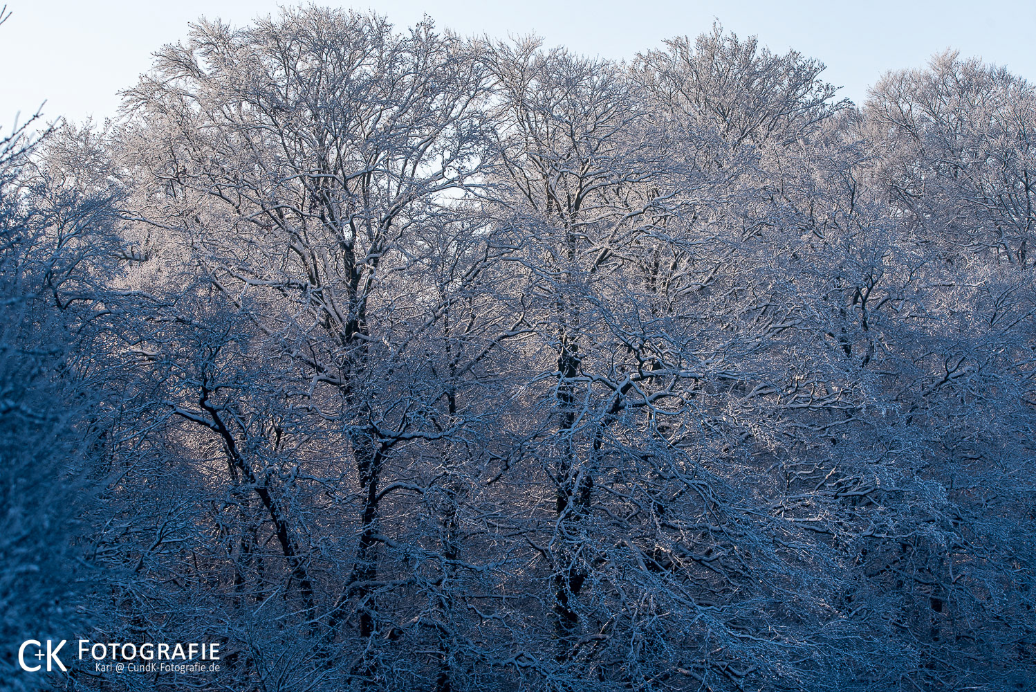 Wald im Raureif