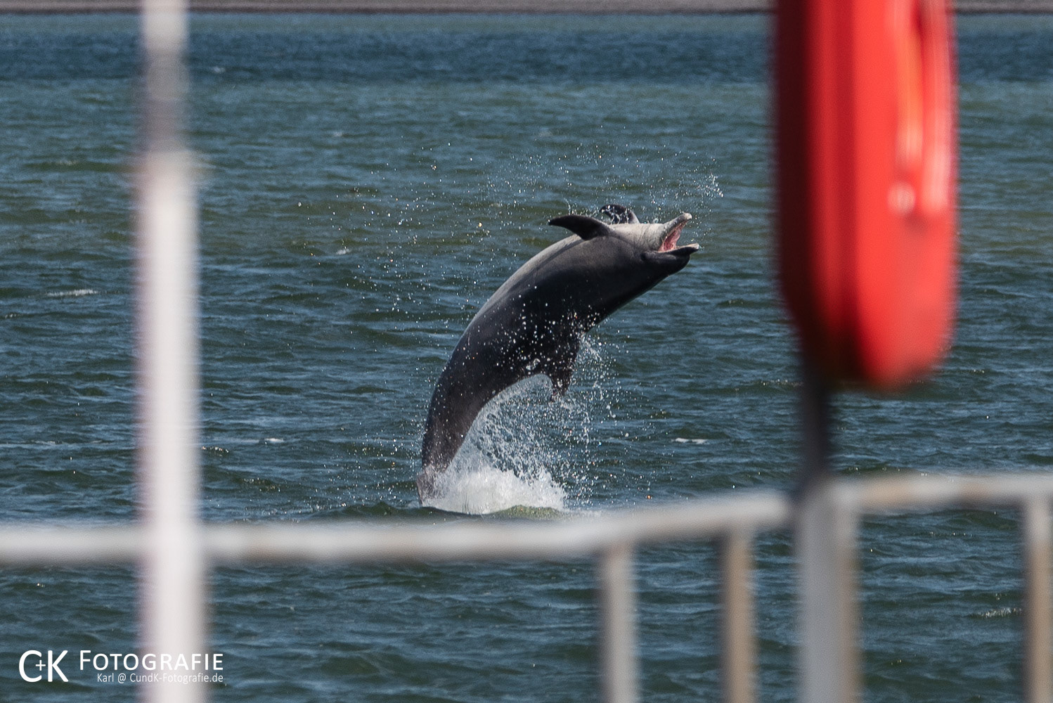 Springender Delphin Delle in Travemünde