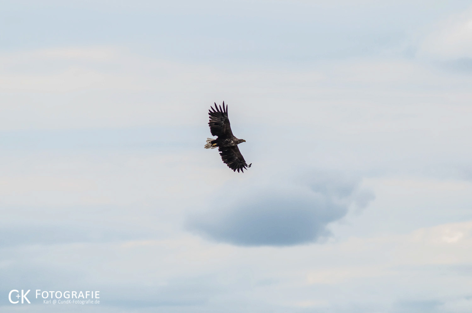 Seeadler im Flug am Kalmar Sund Insel Öland