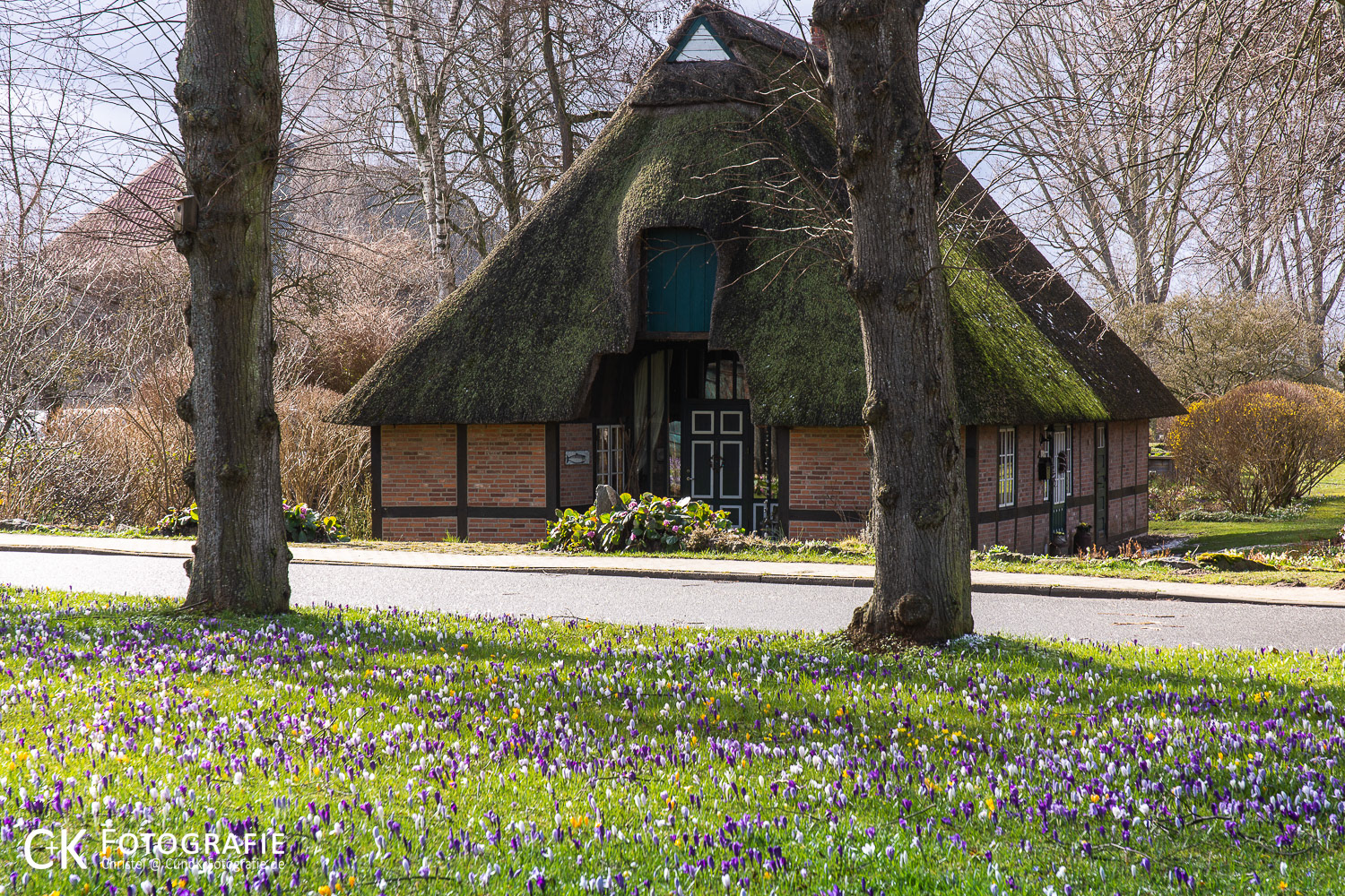 Krokusblüte in Barsbek