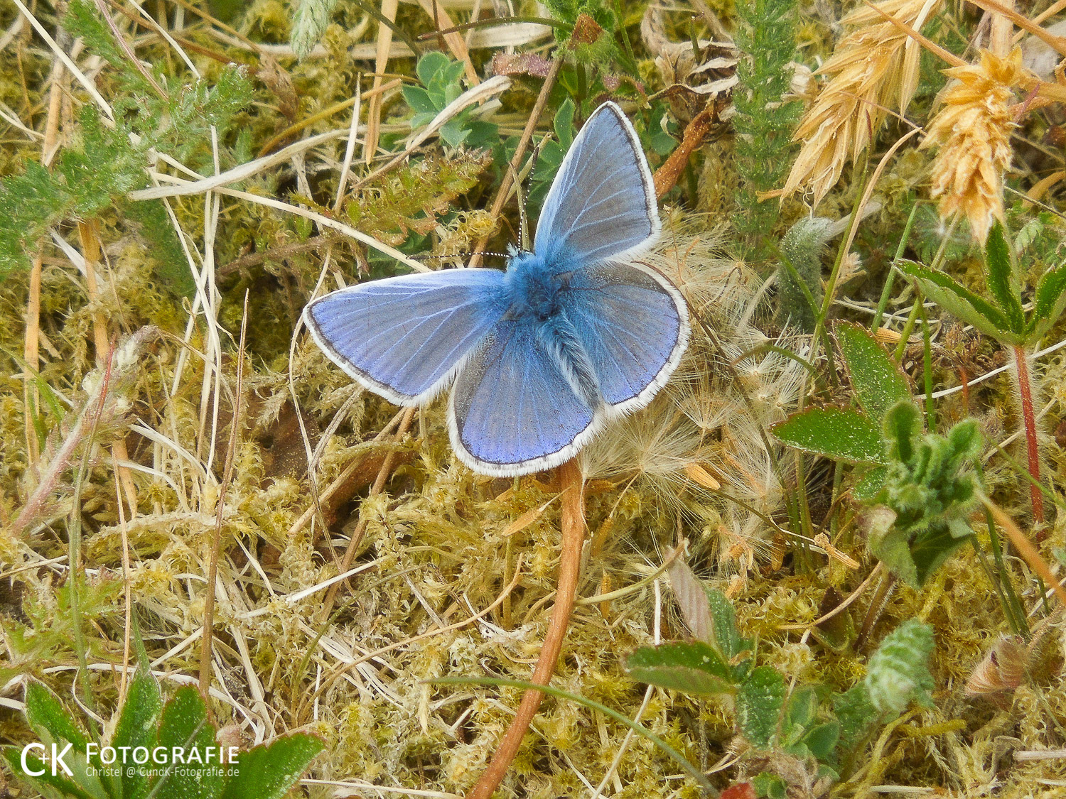 Bläuling auf Futtersuche